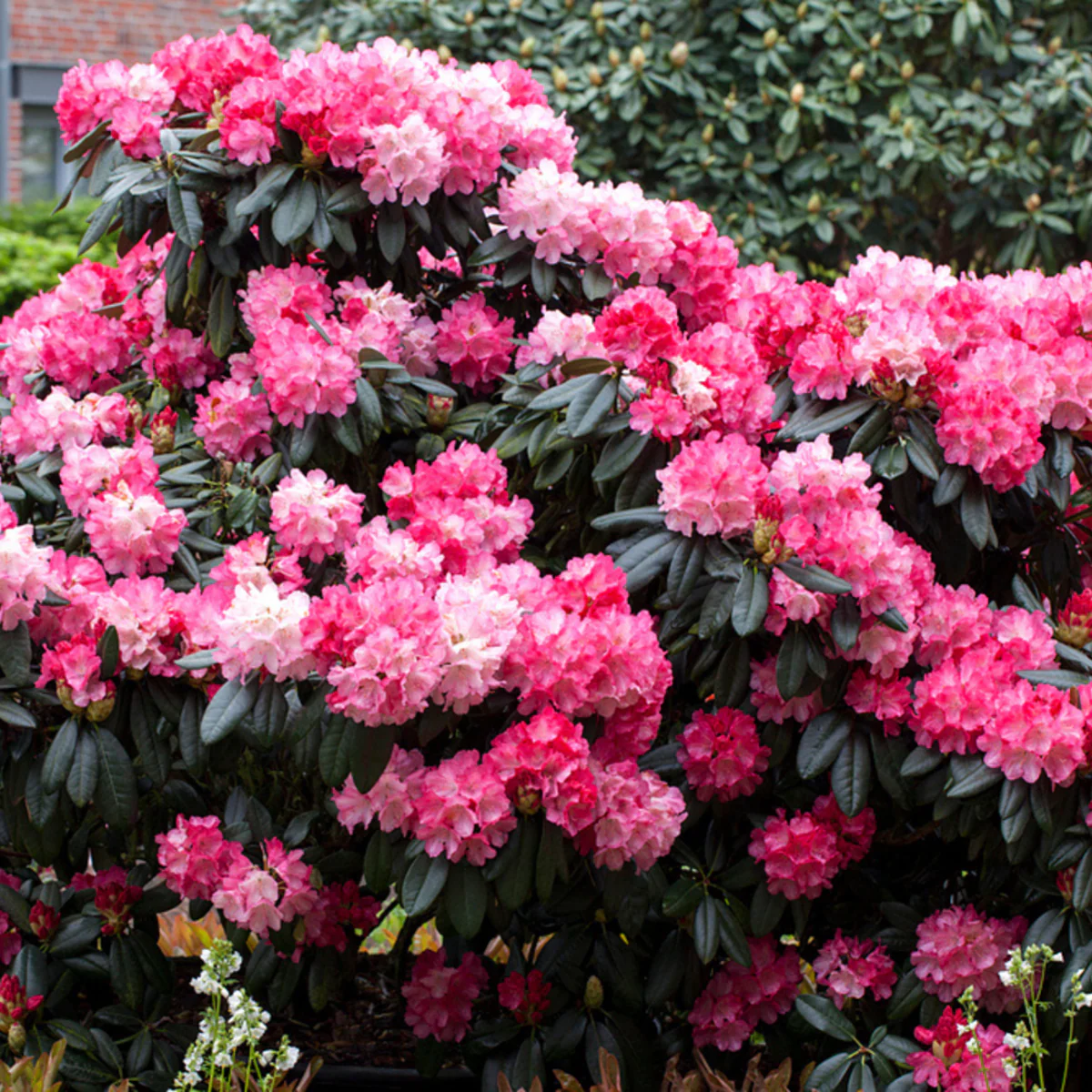 Rhododendron 'Fantastica' - Image 3