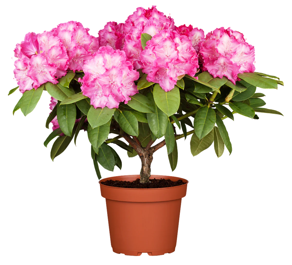 Rhododendron 'Germania®' - Image 3