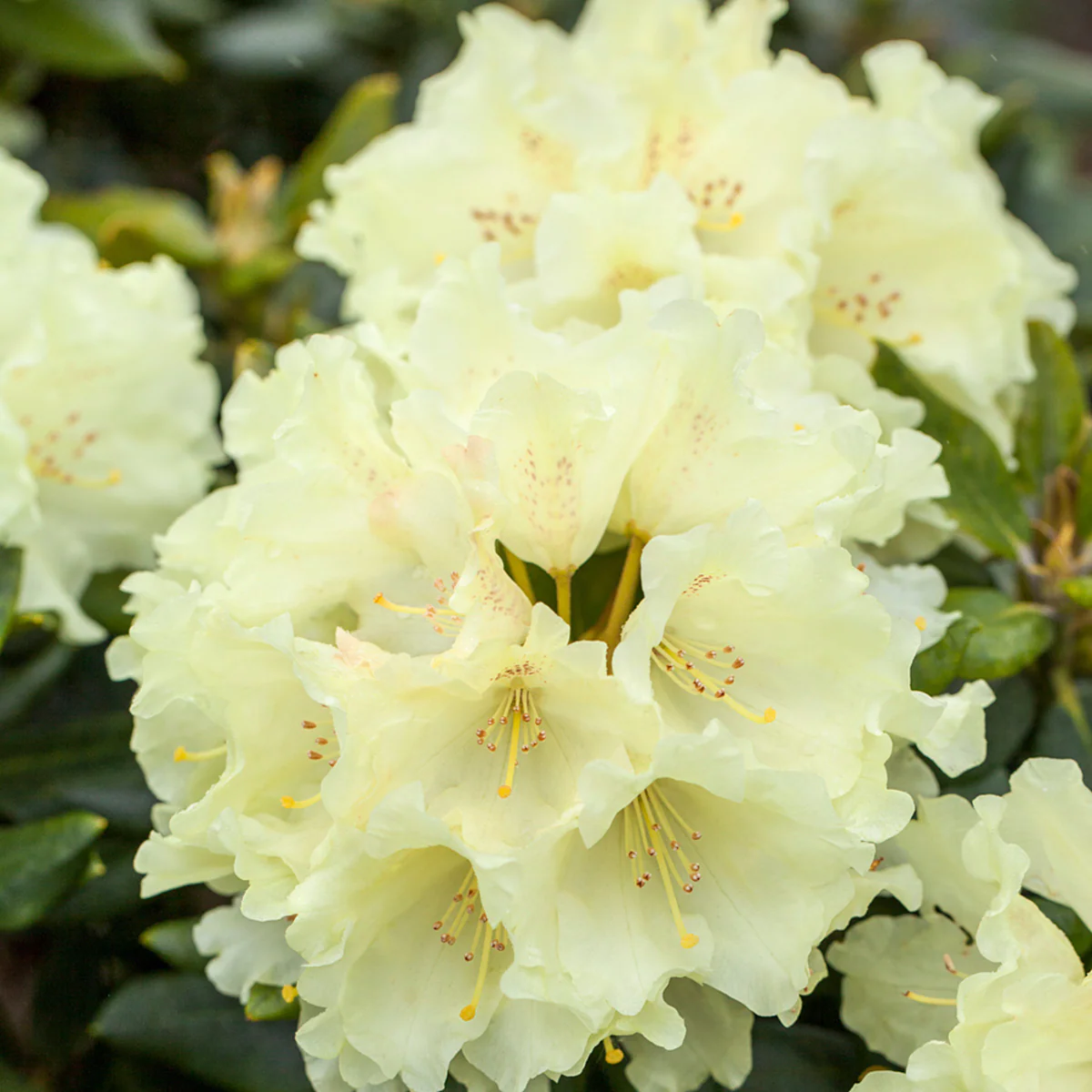 Rhododendron 'Goldkrone'