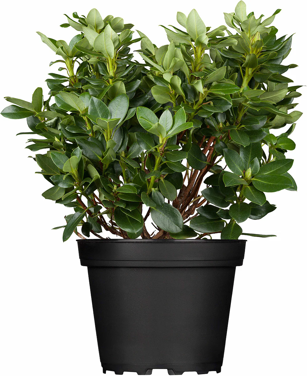 Rhododendron 'Goldkrone' - Image 2
