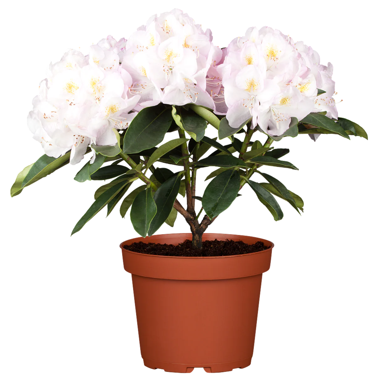 Rhododendron 'Gomer Waterer' - Image 2