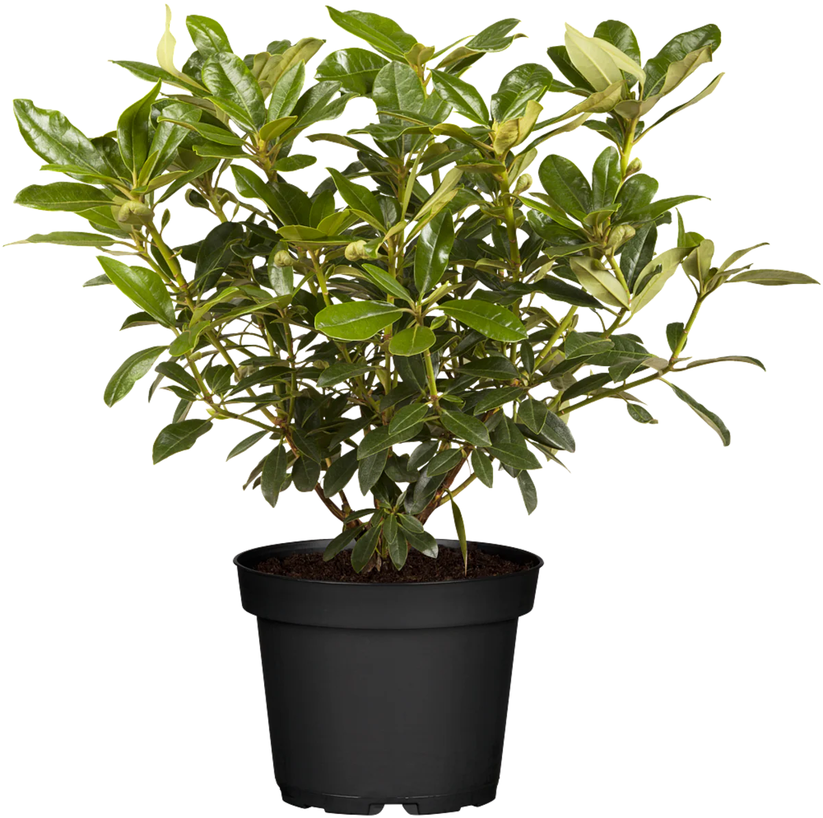 Rhododendron 'Graffito®' - Image 2