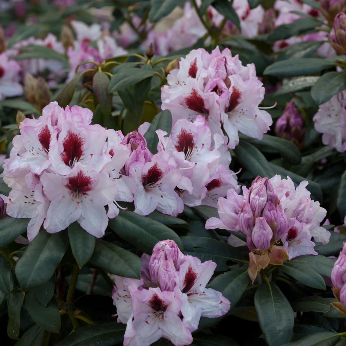 Rhododendron 'Graffito®' - Image 3