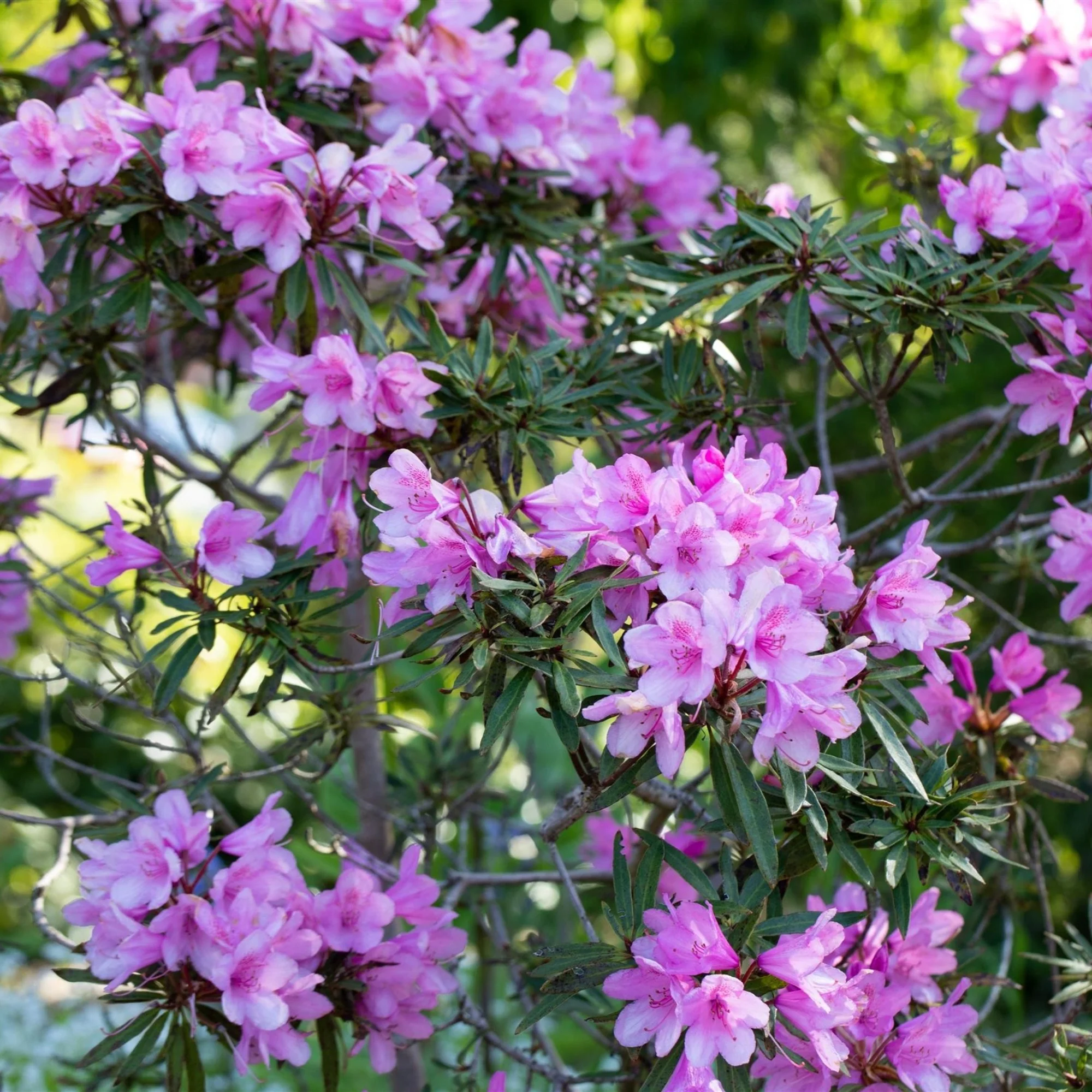 Rhododendron 'Graziella'