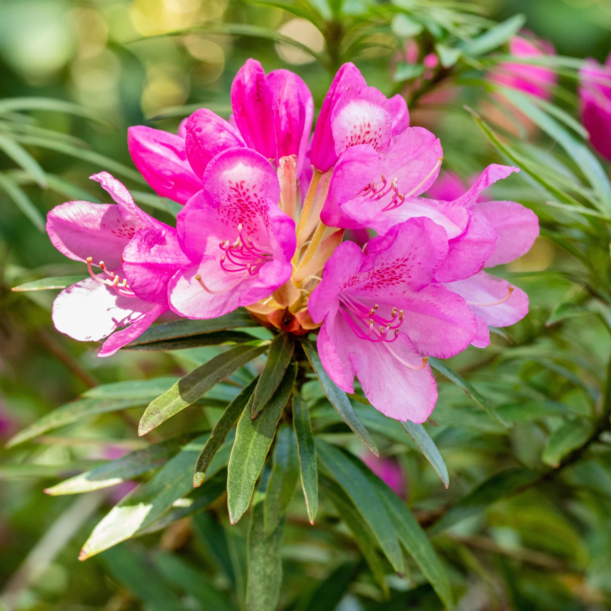 Rhododendron 'Graziella' - Image 2