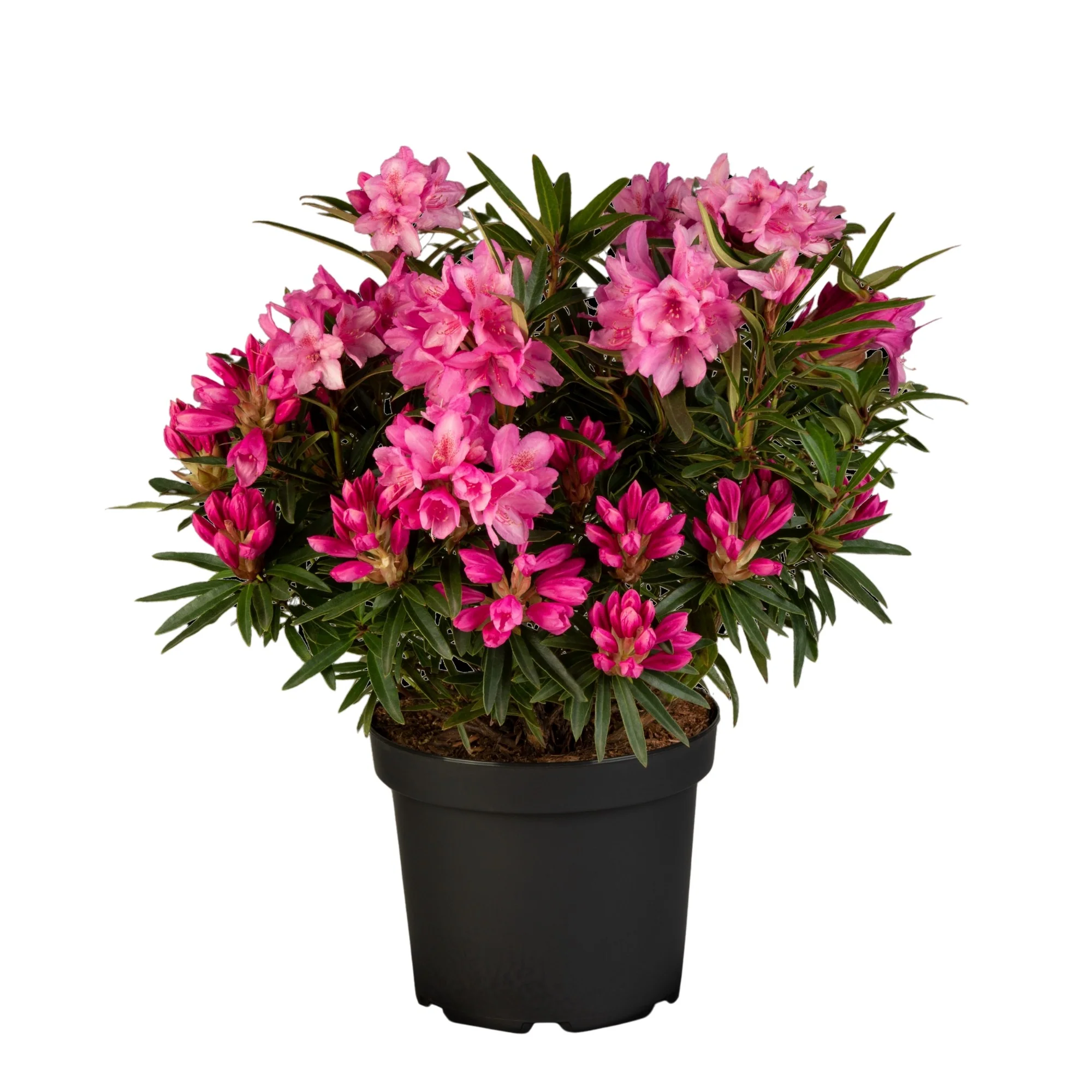 Rhododendron 'Graziella' - Image 3