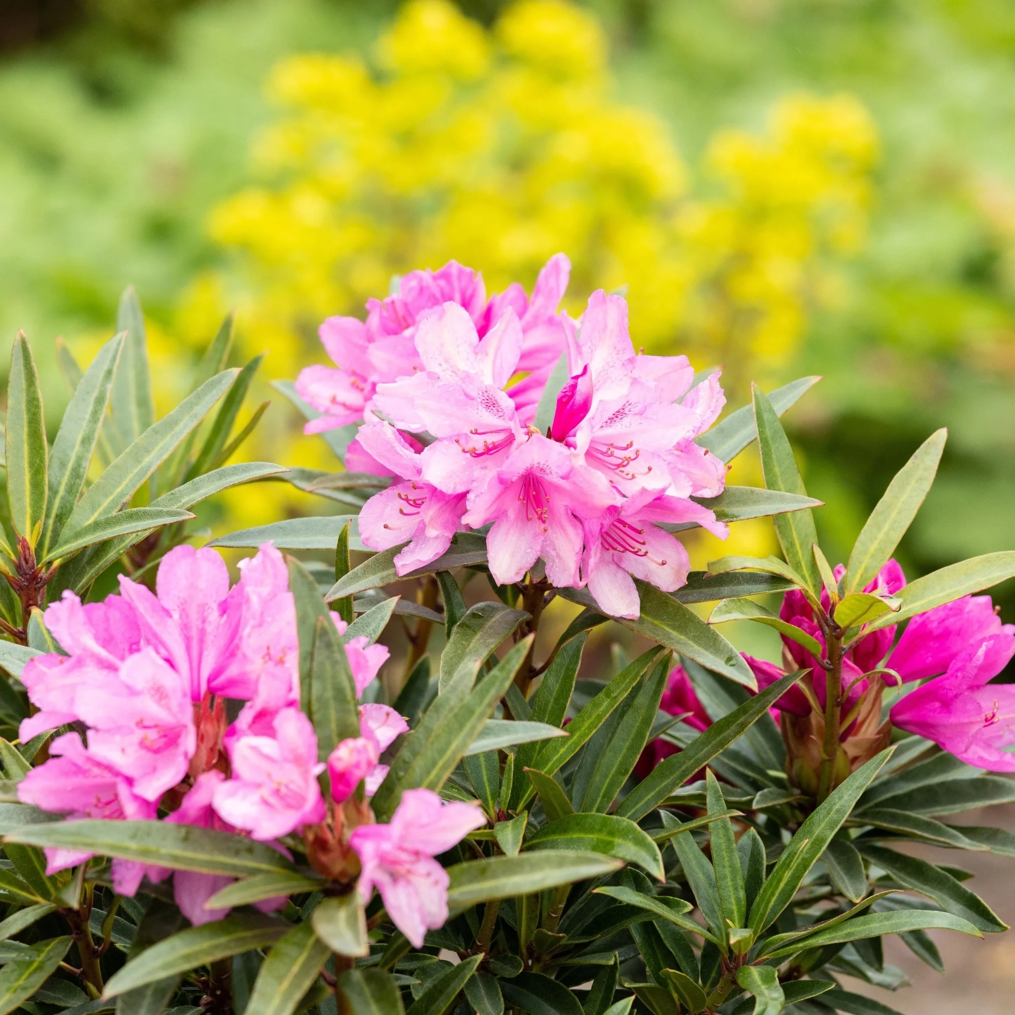 Rhododendron 'Graziella' - Image 4