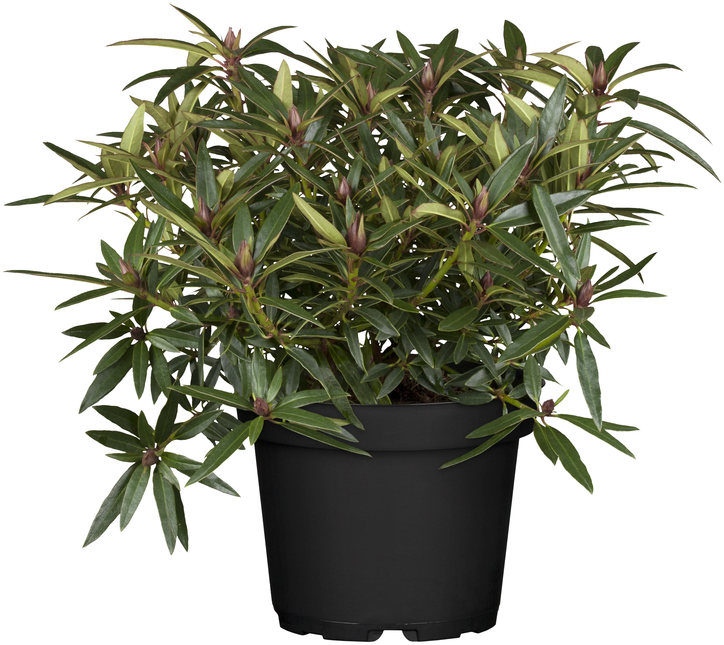 Rhododendron 'Graziella' - Image 5