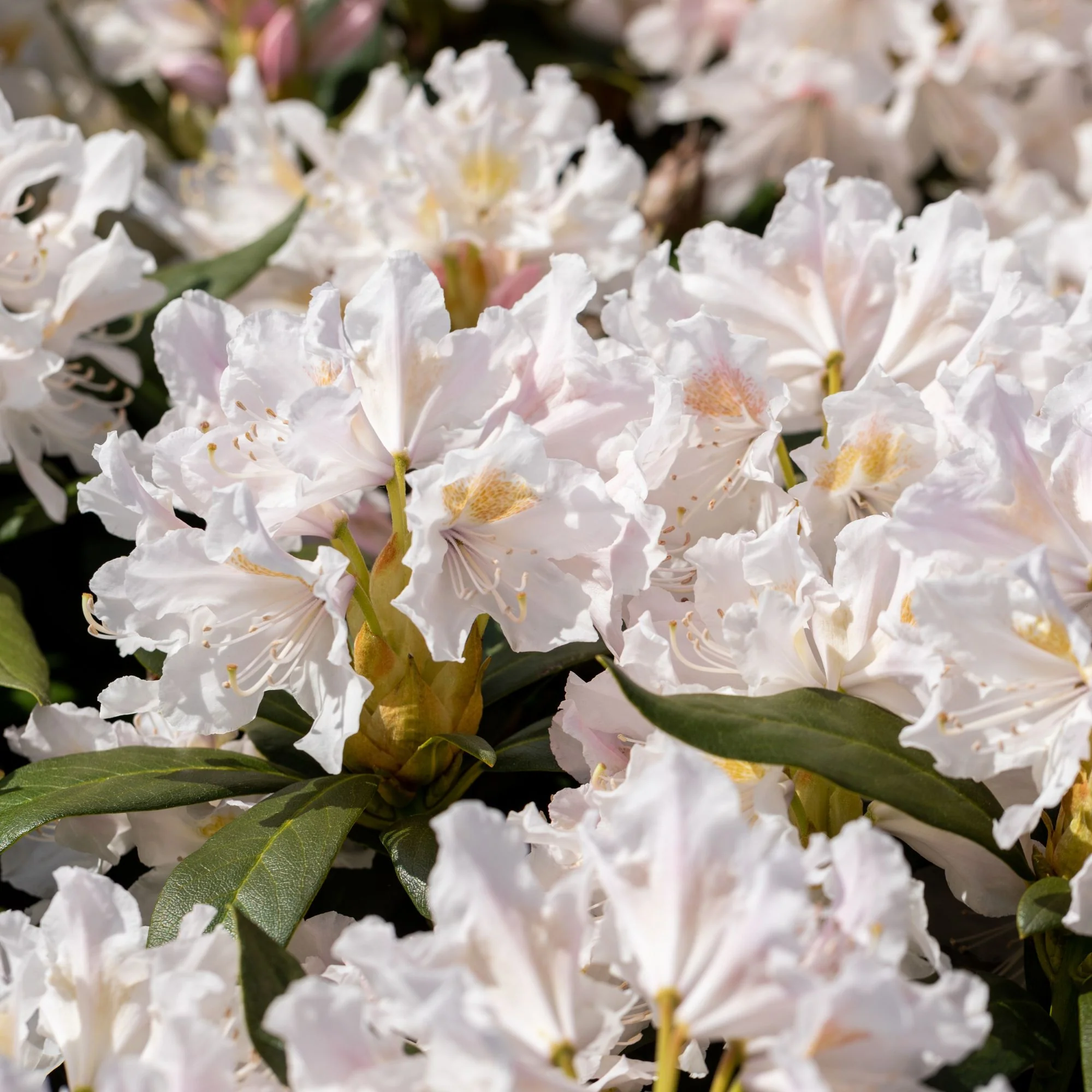 Rhododendron-Hecke, 6 Pflanzen - Image 3