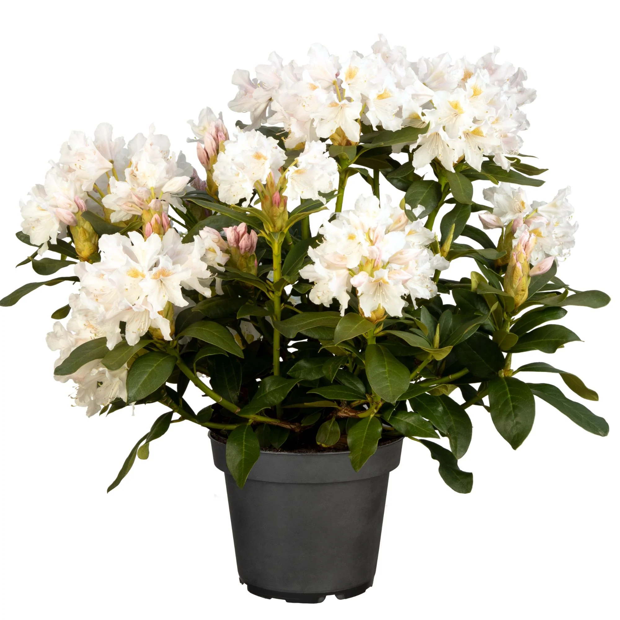 Rhododendron-Hecke, 6 Pflanzen - Image 4