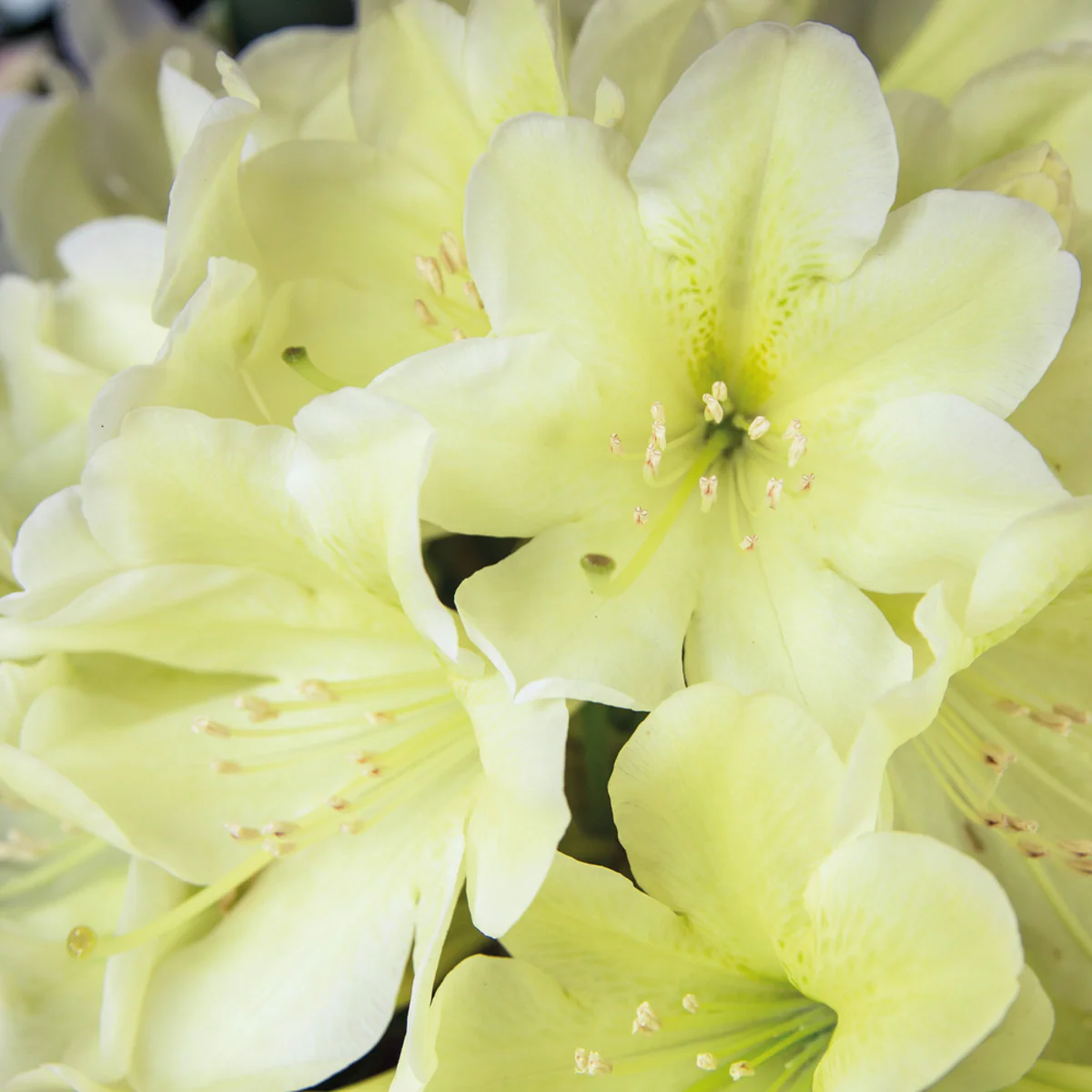 Rhododendron Inkarho® 'Dufthecke'