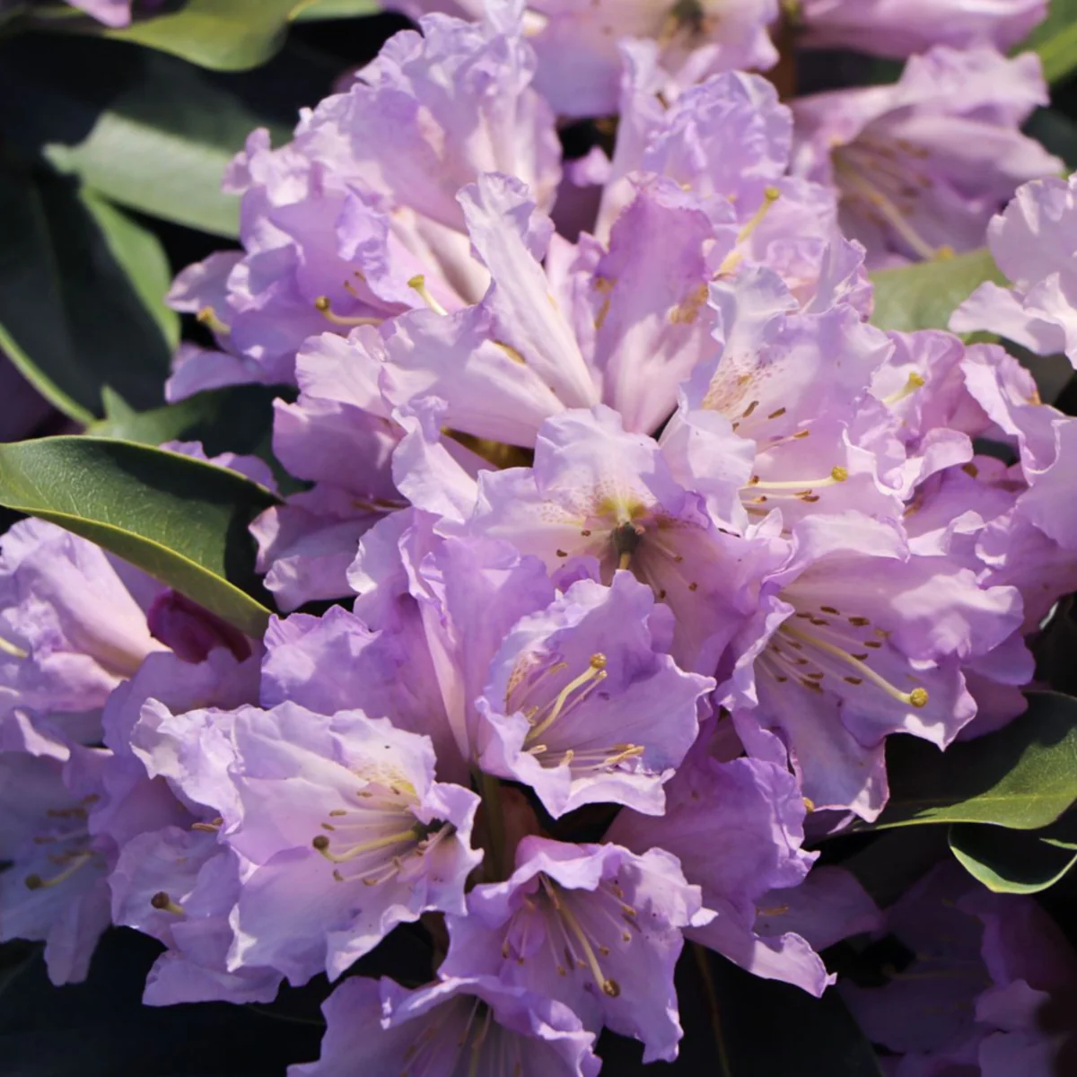 Rhododendron Inkarho® 'Dufthecke' - Image 2