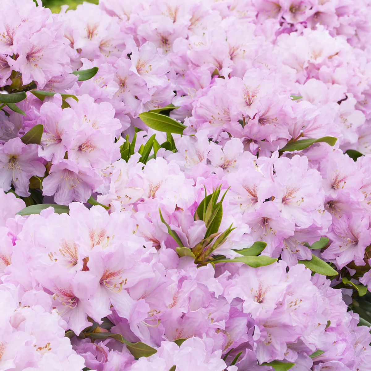 Rhododendron Inkarho® 'Dufthecke' - Image 3