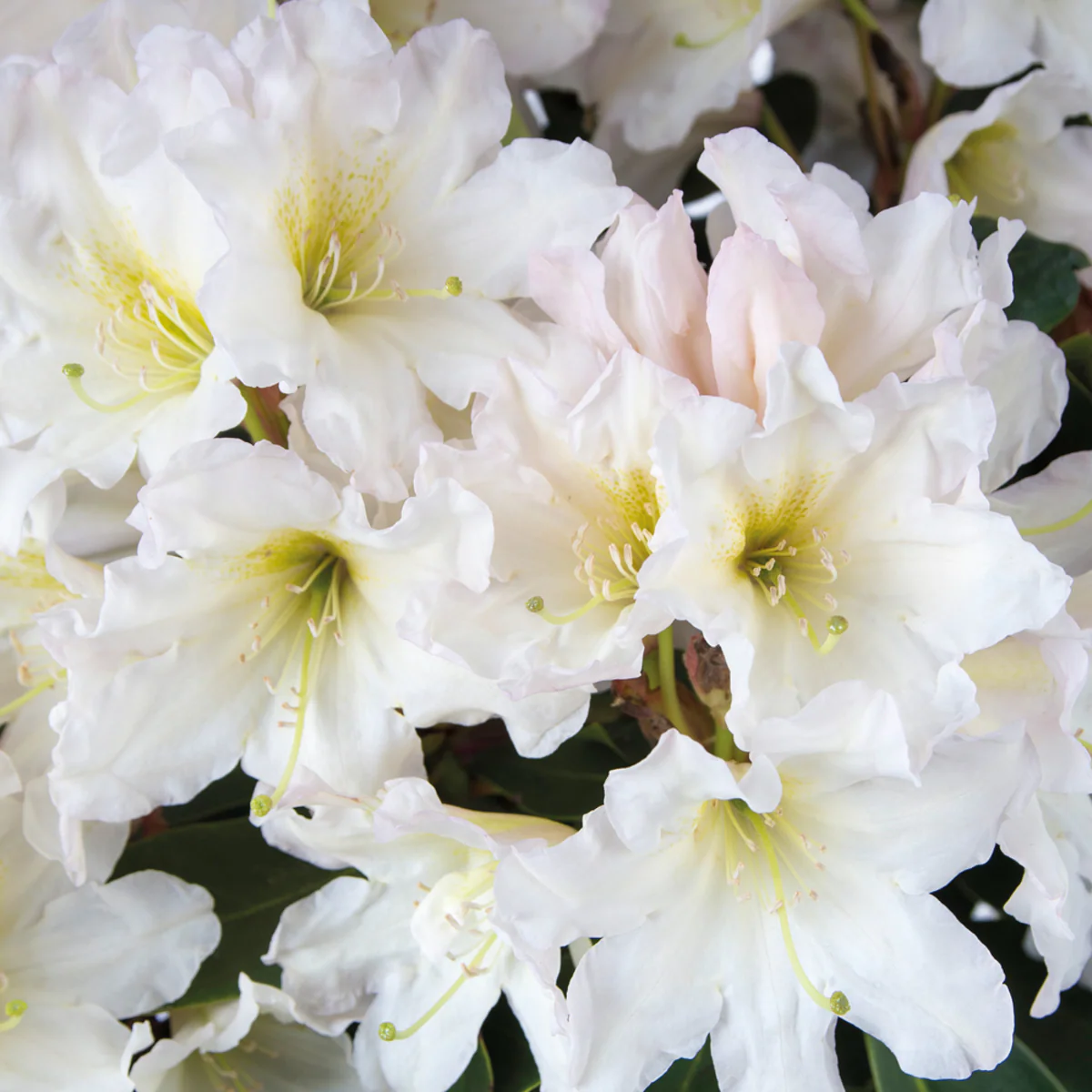 Rhododendron Inkarho® 'Dufthecke' - Image 4