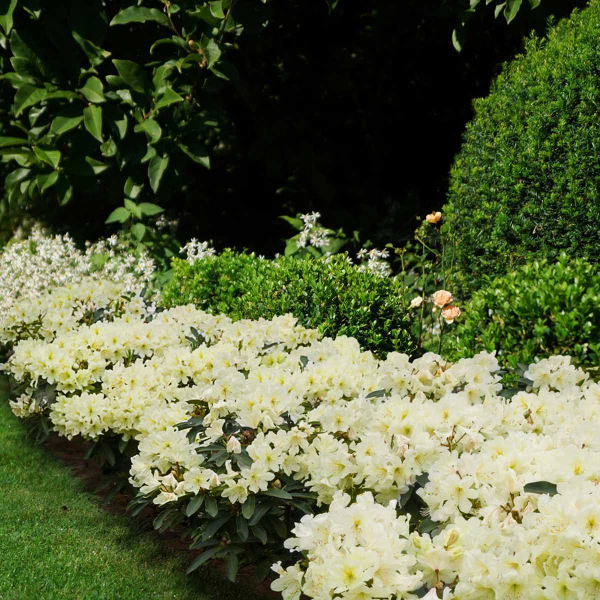 Rhododendron Inkarho® 'Dufthecke' - Image 5