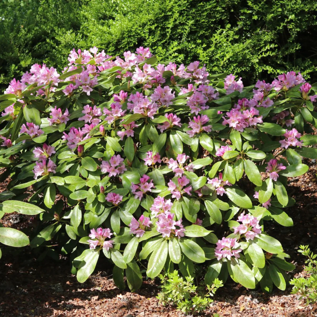 Rhododendron Inkarho® 'Dufthecke' - Image 6