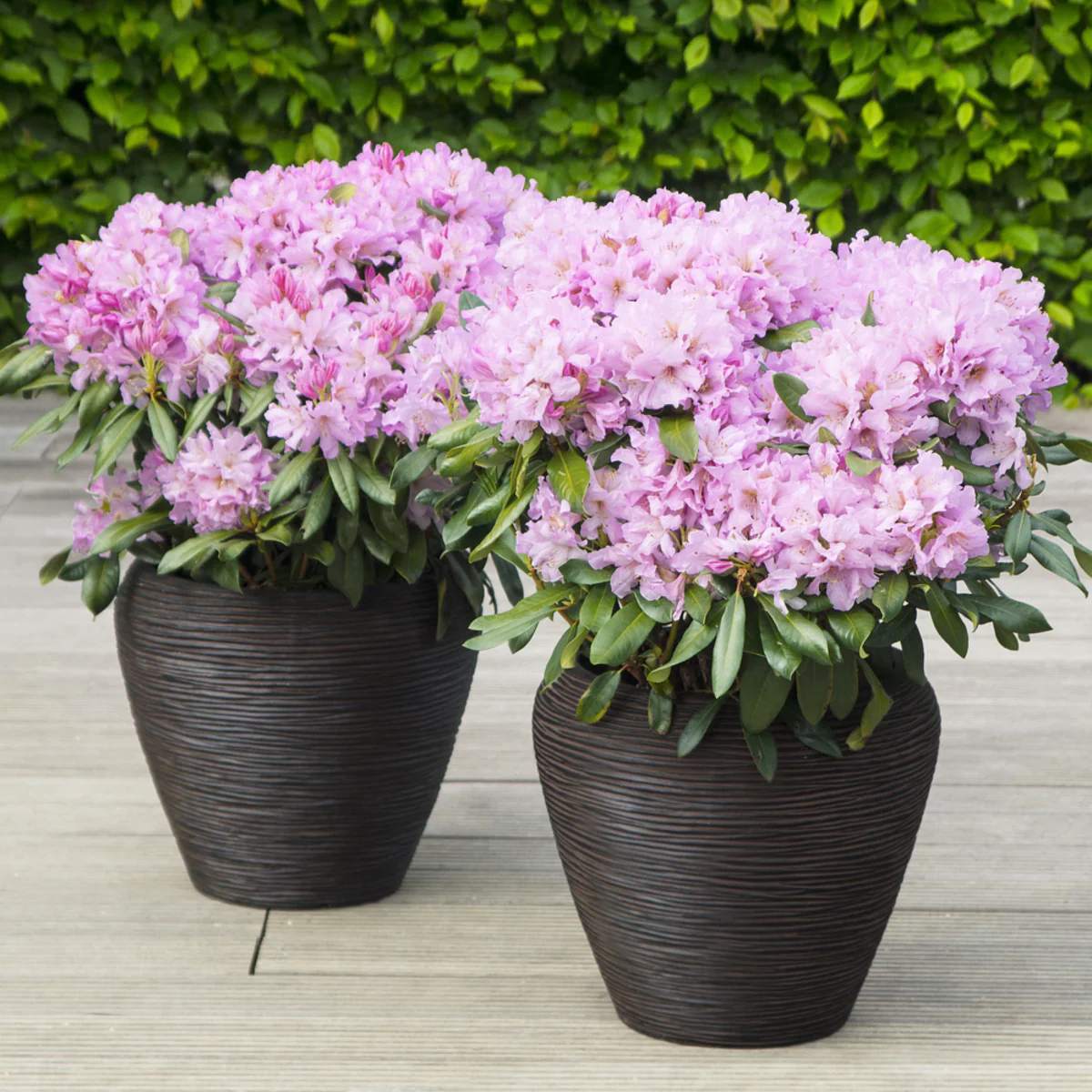 Rhododendron Inkarho® 'Dufthecke' - Image 7