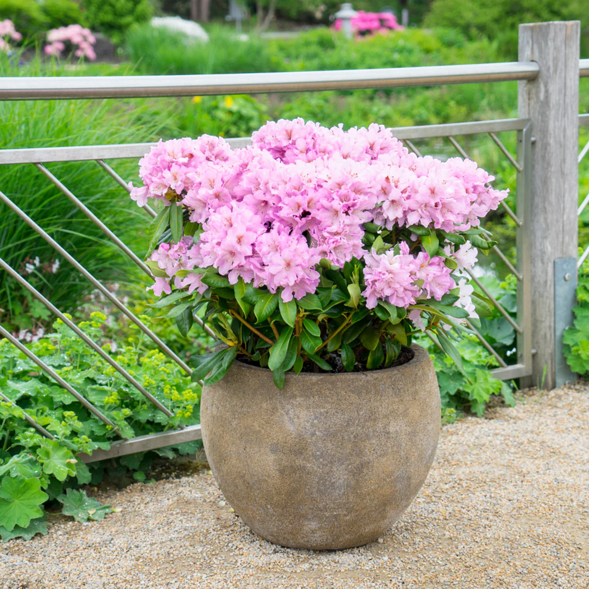 Rhododendron Inkarho® 'Dufthecke' - Image 8