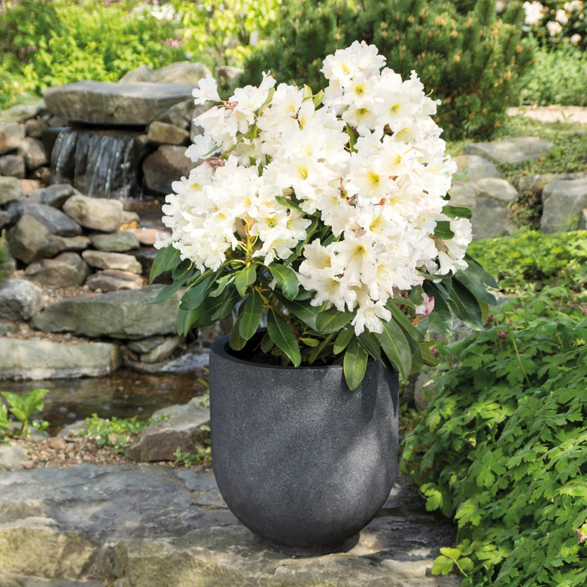 Rhododendron Inkarho® 'Dufthecke' - Image 9