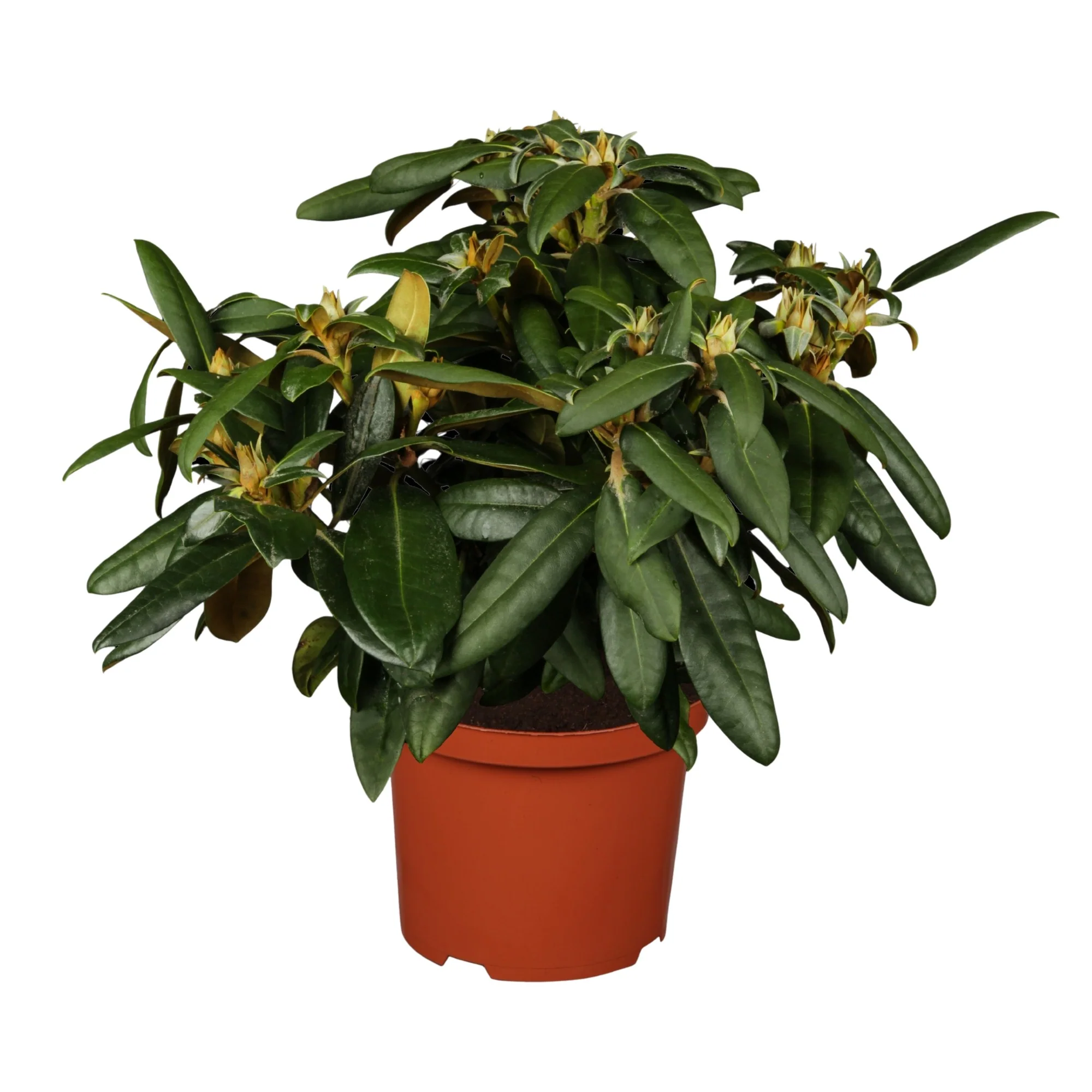 Rhododendron 'Kalinka' - Image 3