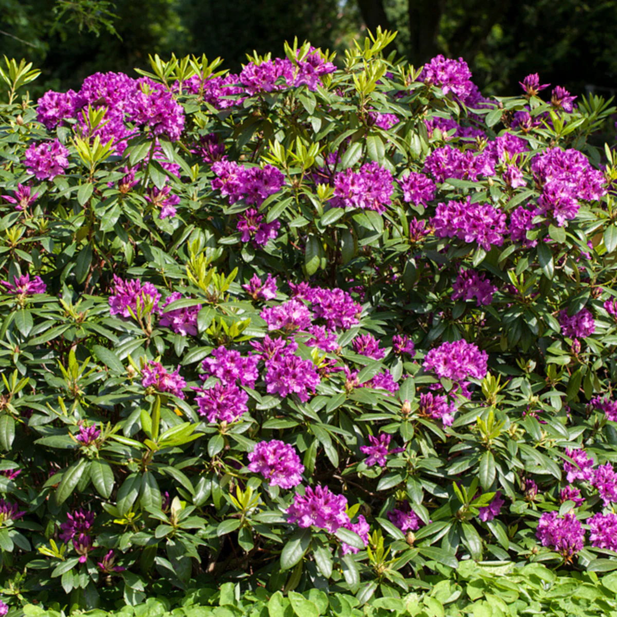 Rhododendron 'Rasputin' - Image 2