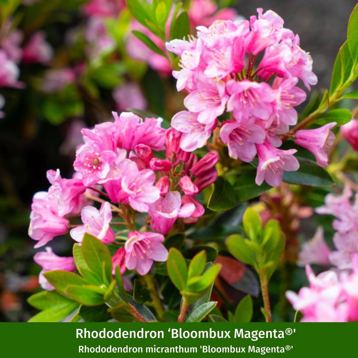 Rhododendron-Set "Dufttrio", 5 Pflanzen - Image 3
