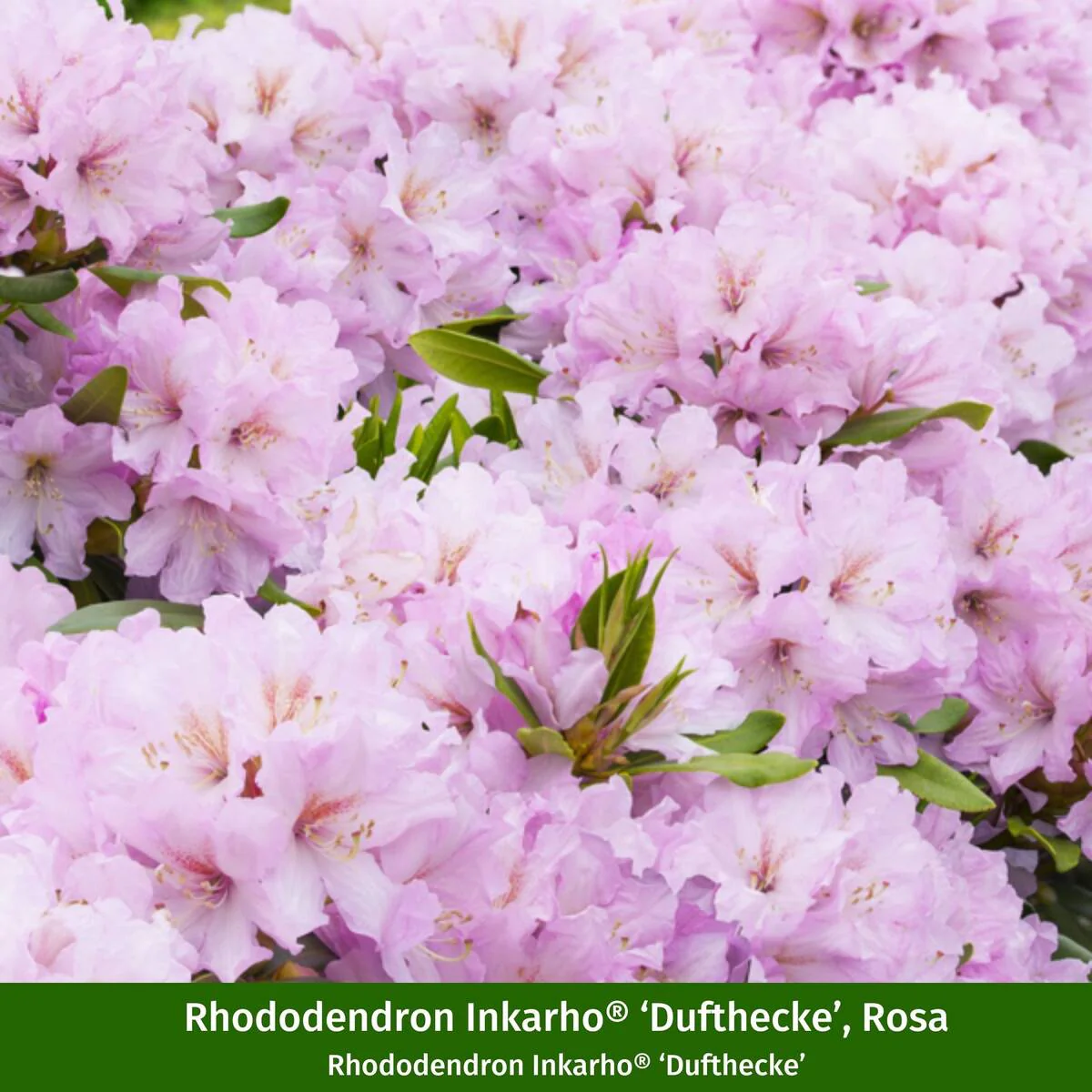 Rhododendron-Set "Dufttrio", 5 Pflanzen - Image 4