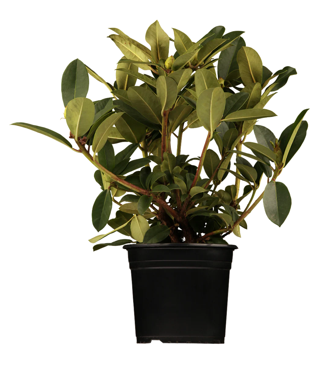 Rhododendron 'Sternzauber' - Image 2
