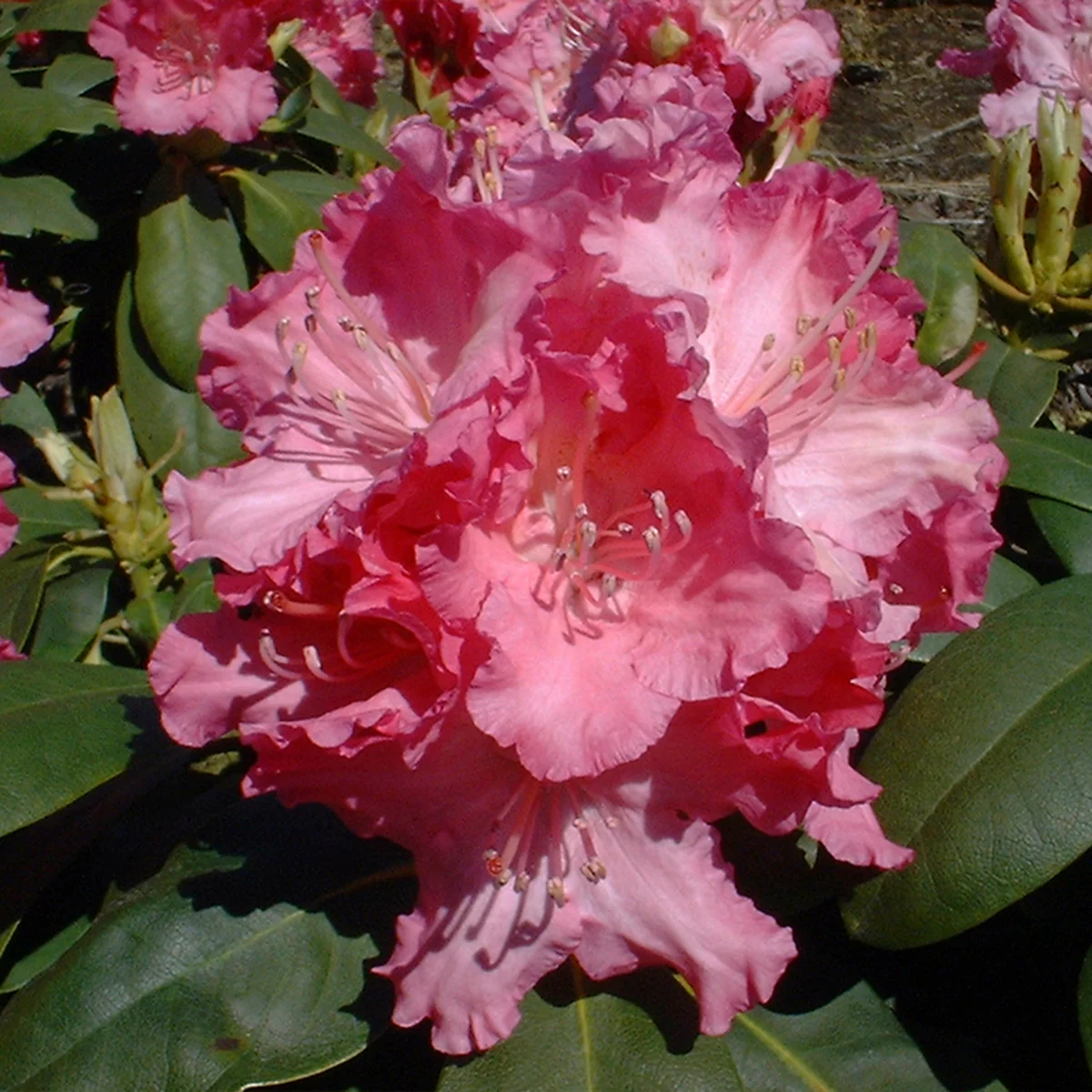 Rhododendron 'Tatjana'