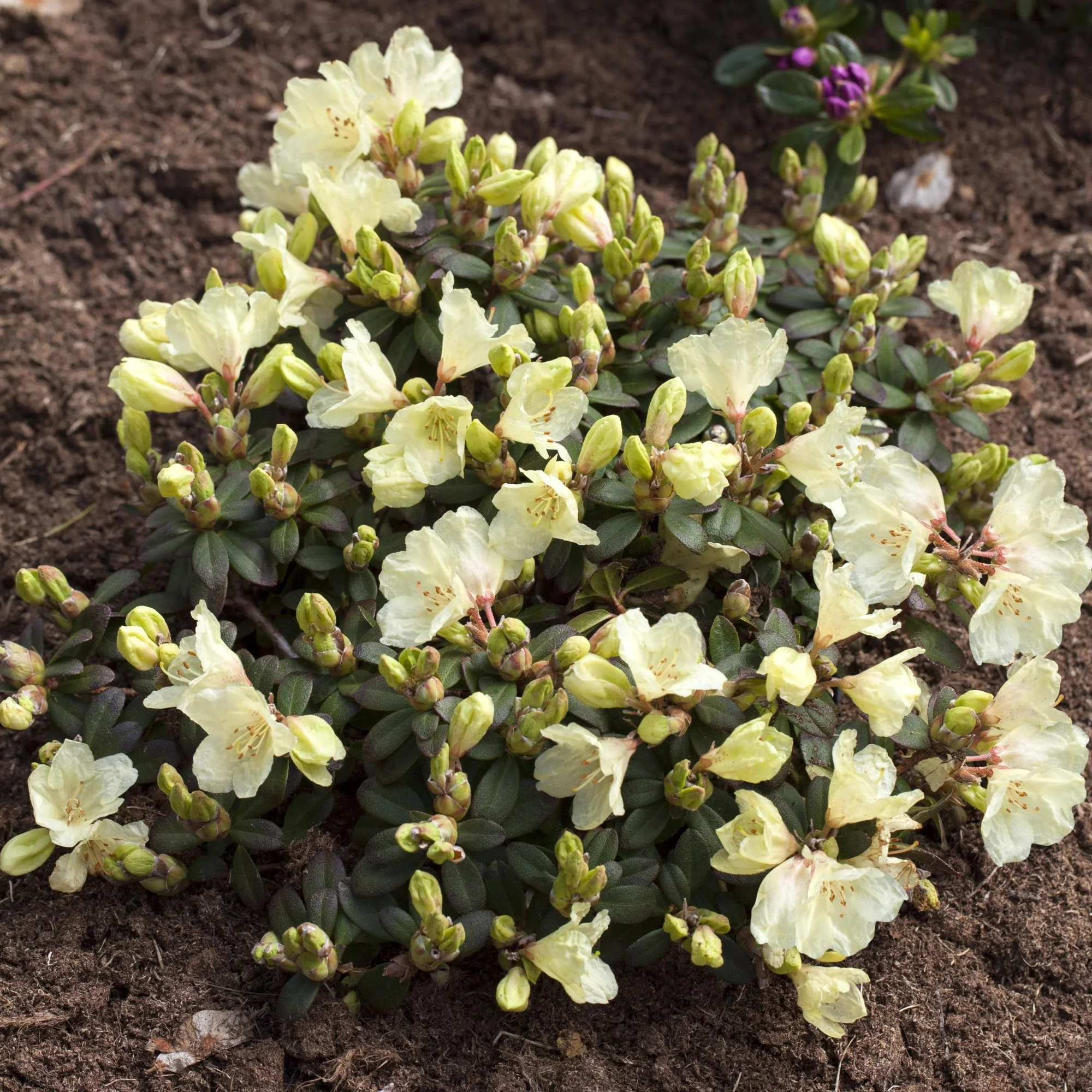 Rhododendron 'Wren'