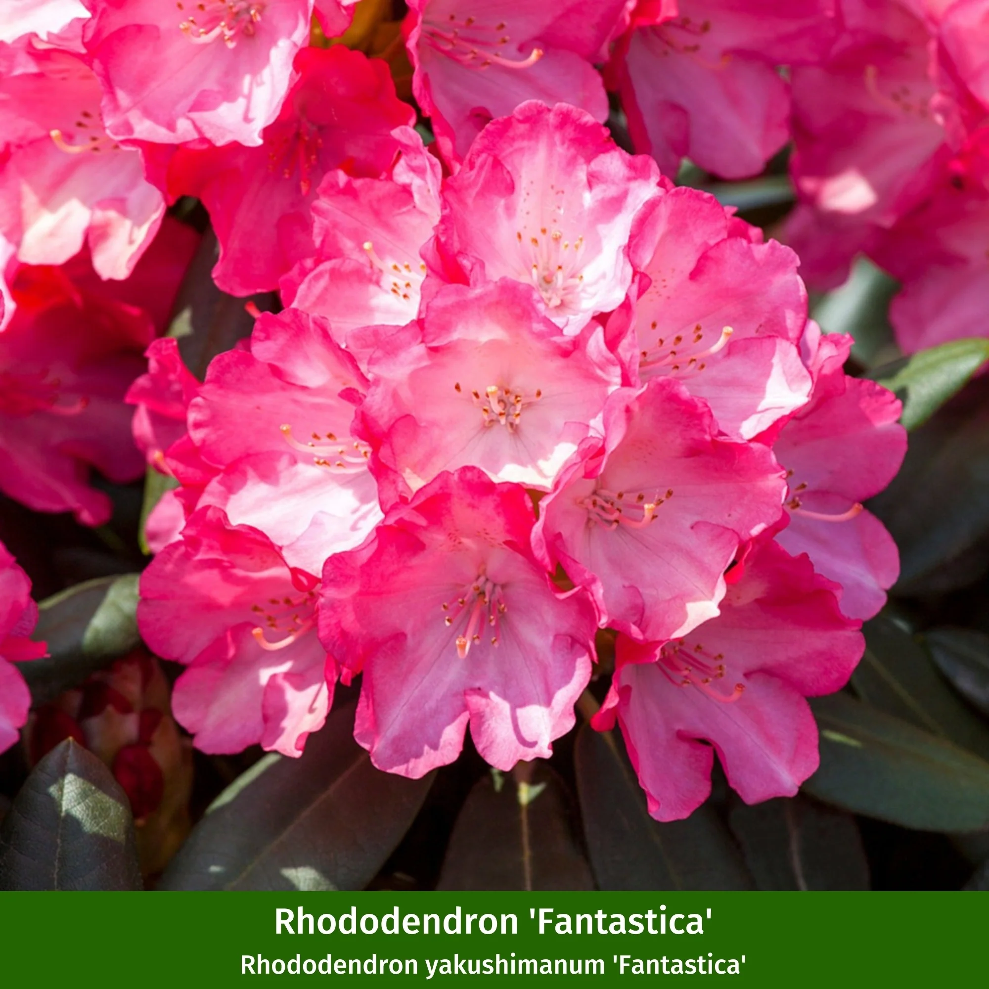 Rhododendronbeet "Blütenstarke Rhododendren für halbschattige Gärten" - Image 4