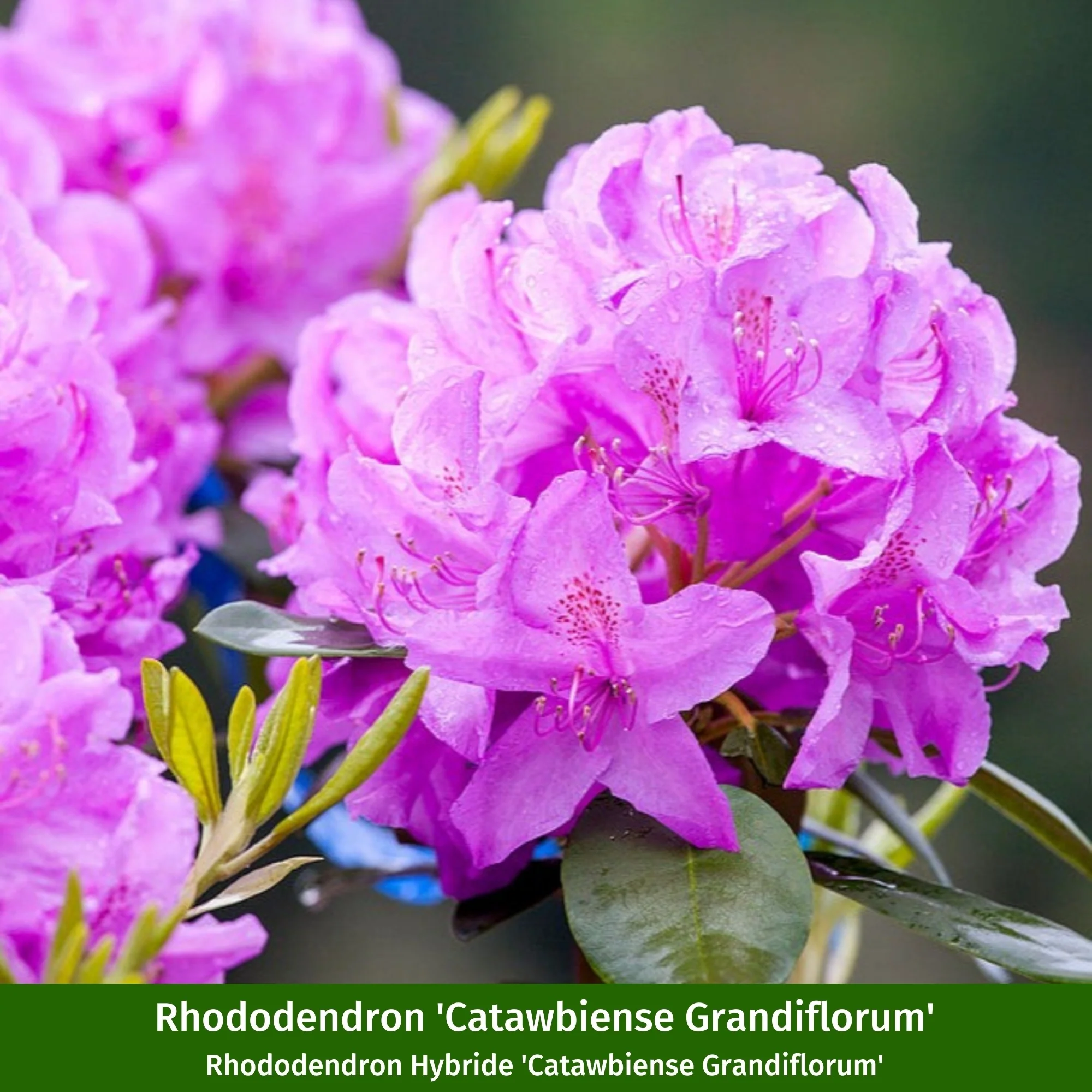 Rhododendronbeet "Pflegeleichte Blütenpracht im Schatten" - Image 4