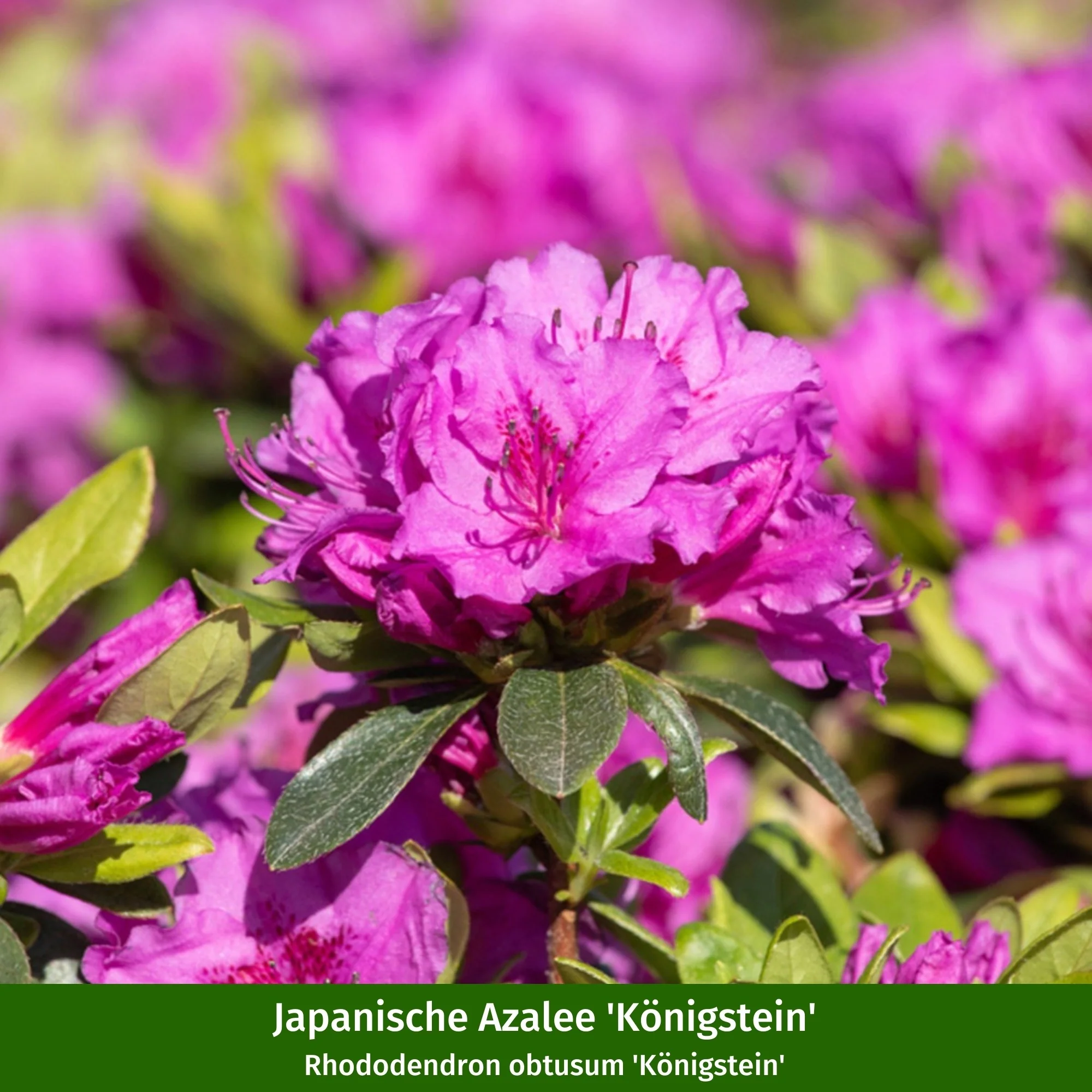 Rhododendronbeet "Pflegeleichte Blütenpracht im Schatten" - Image 8