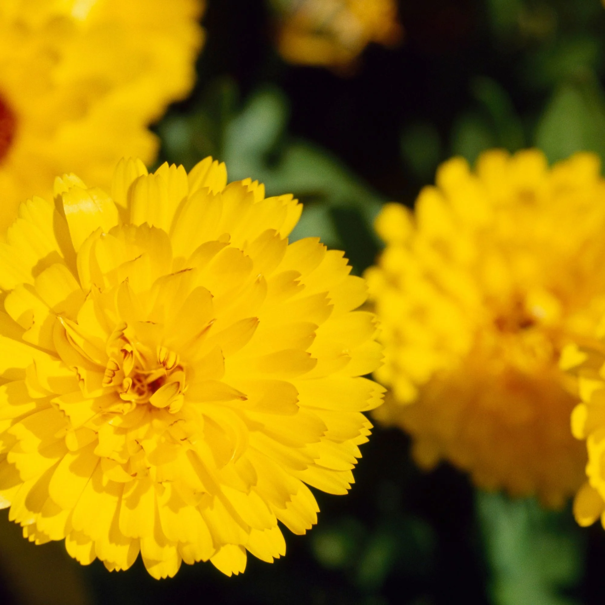 Ringelblume 'Powerdaisy' PetLove