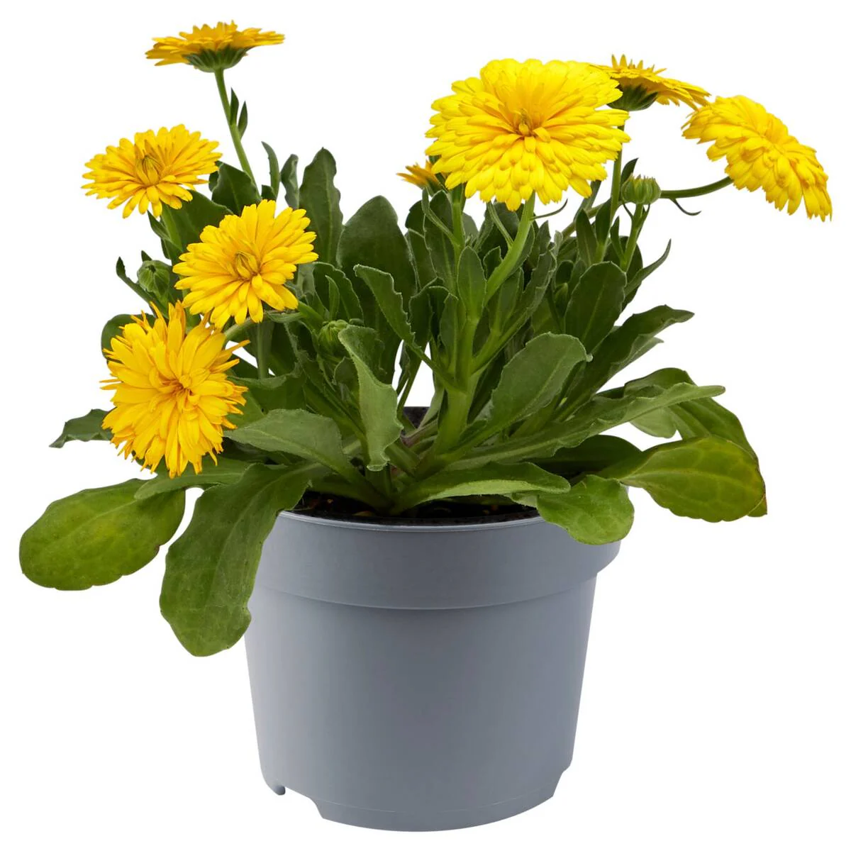 Ringelblume 'Powerdaisy' PetLove - Image 2