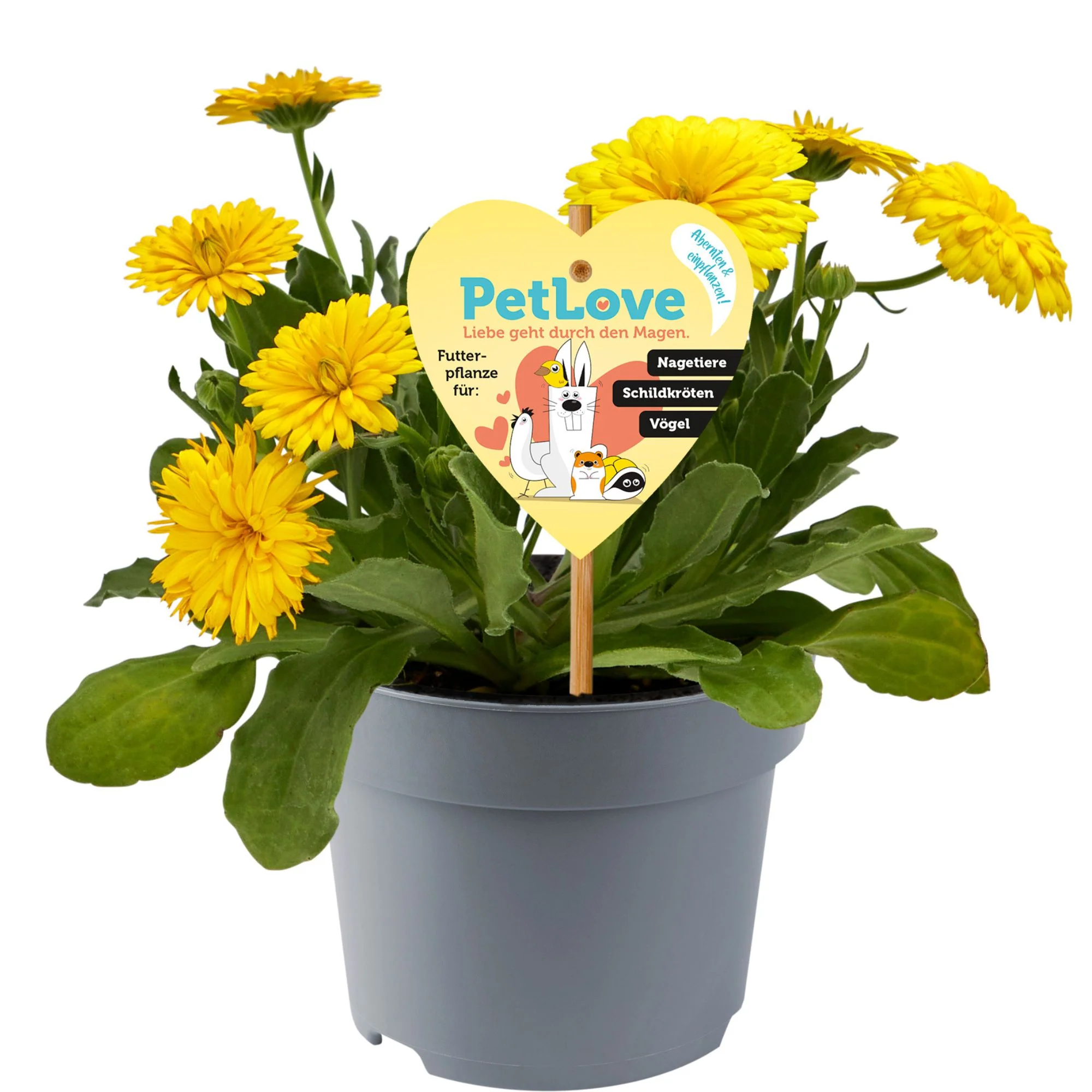 Ringelblume 'Powerdaisy' PetLove - Image 3
