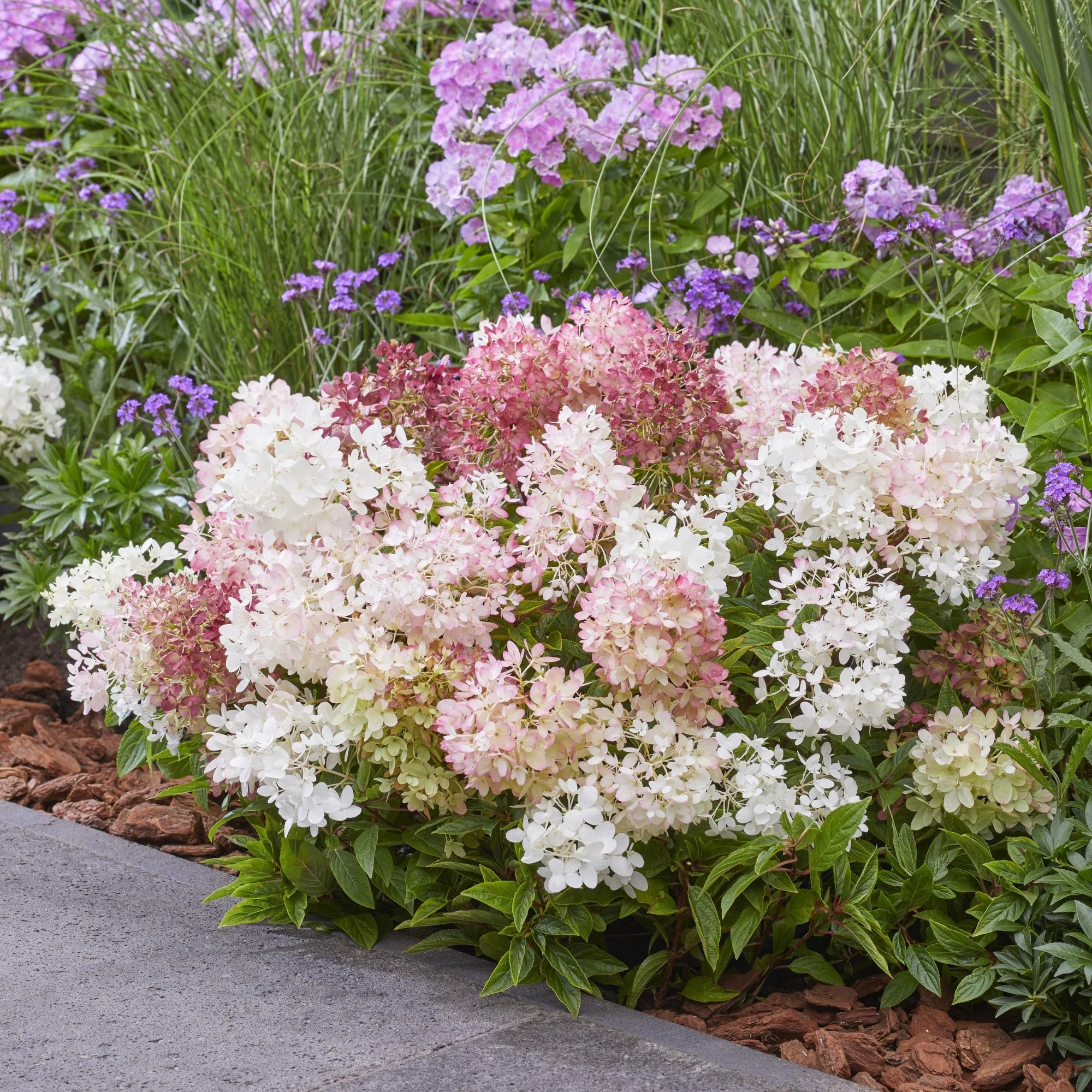 Rispenhortensie 'Groundbreaker®' Blush™