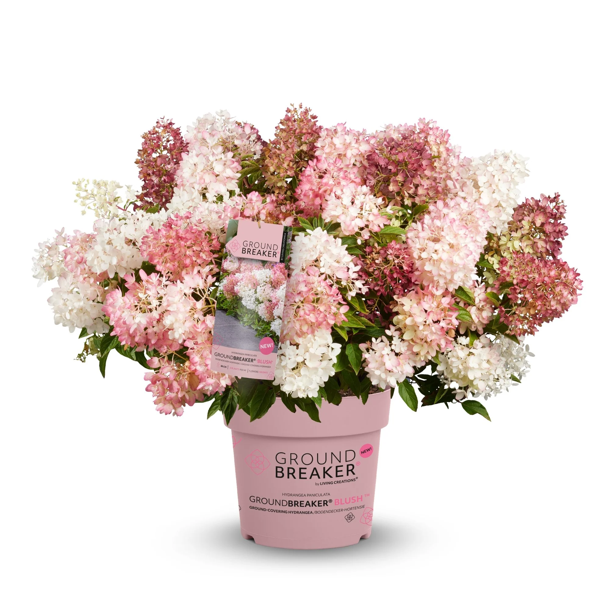 Rispenhortensie 'Groundbreaker®' Blush™ - Image 5