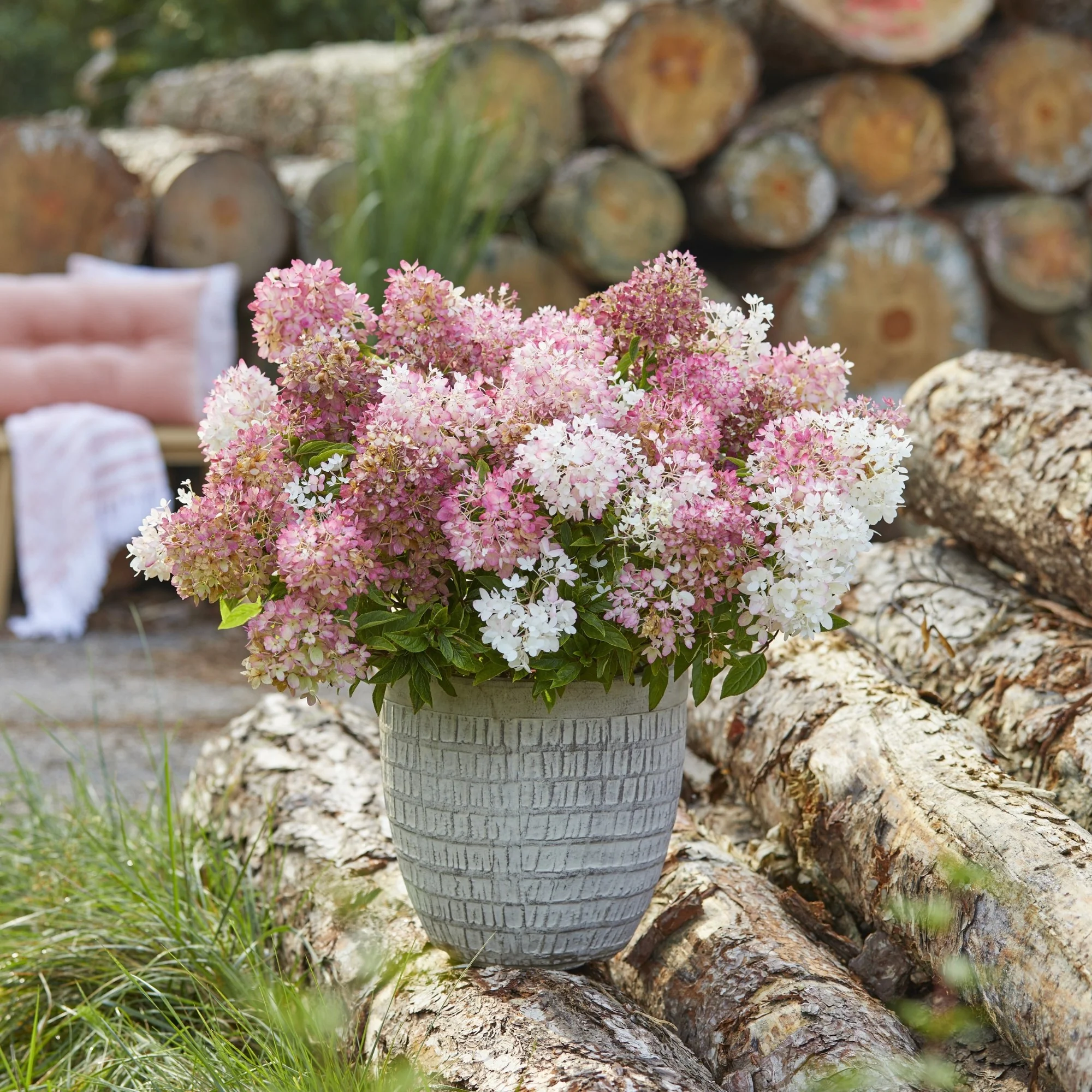 Rispenhortensie 'Groundbreaker®' Blush™ - Image 6