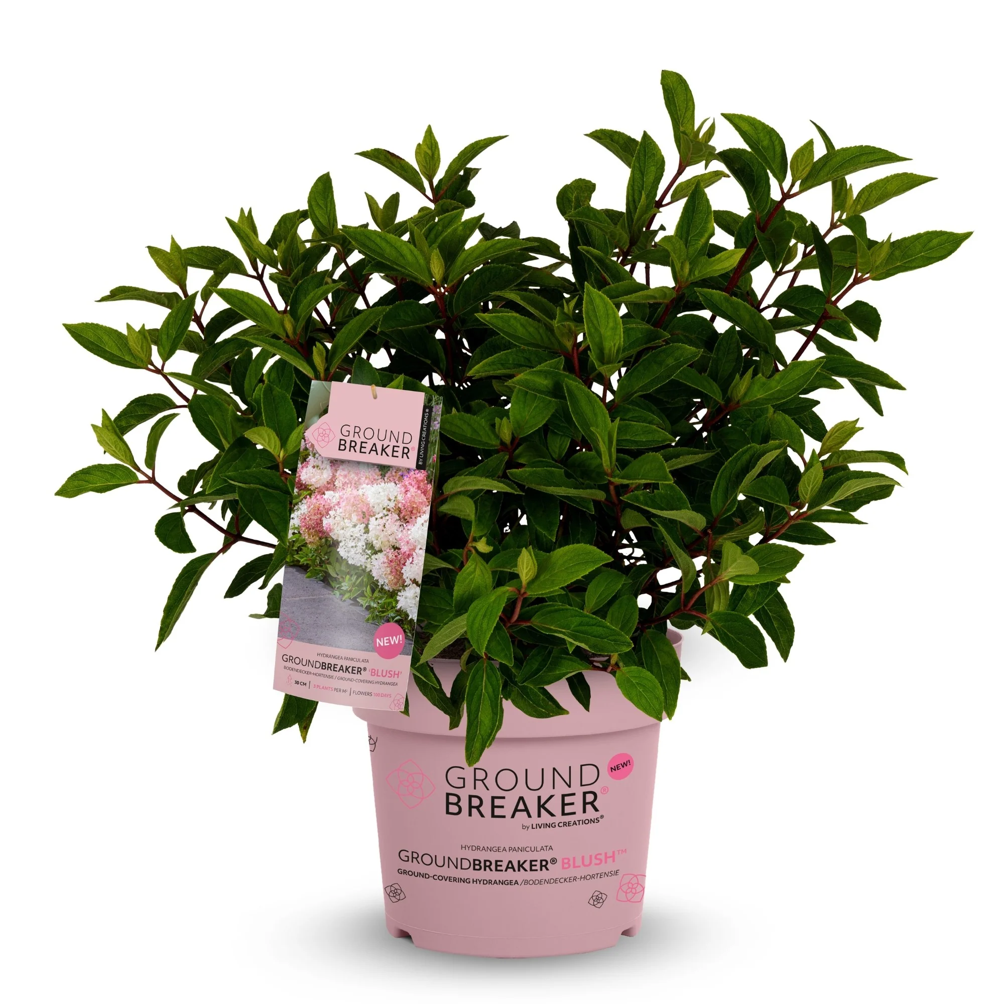 Rispenhortensie 'Groundbreaker®' Blush™ - Image 7