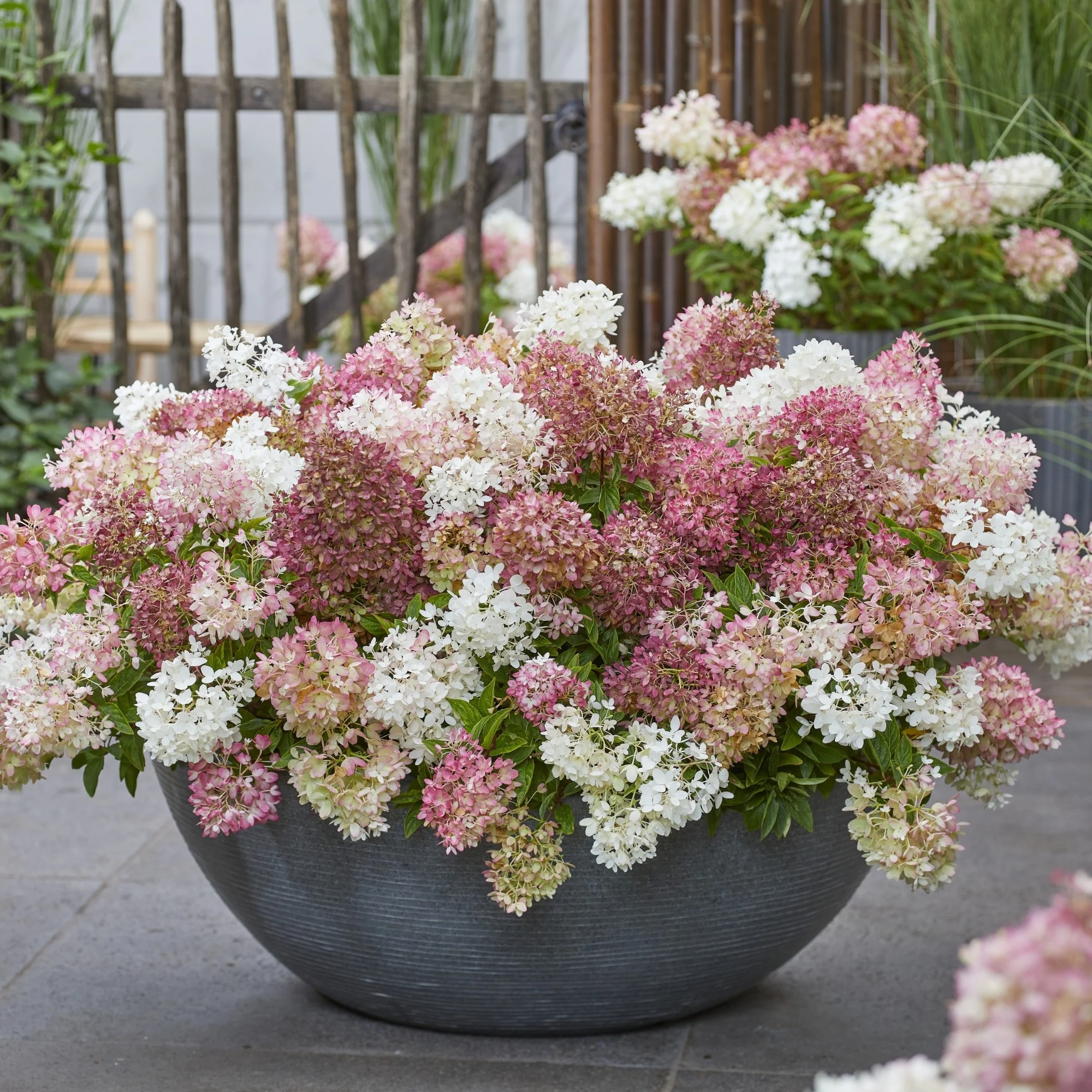 Rispenhortensie 'Groundbreaker®' Blush™ - Image 8