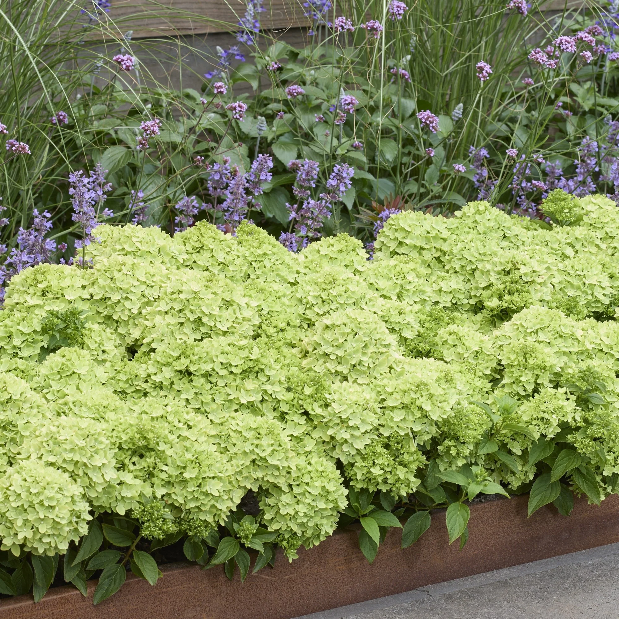 Rispenhortensie 'Groundbreaker®' Greeny™