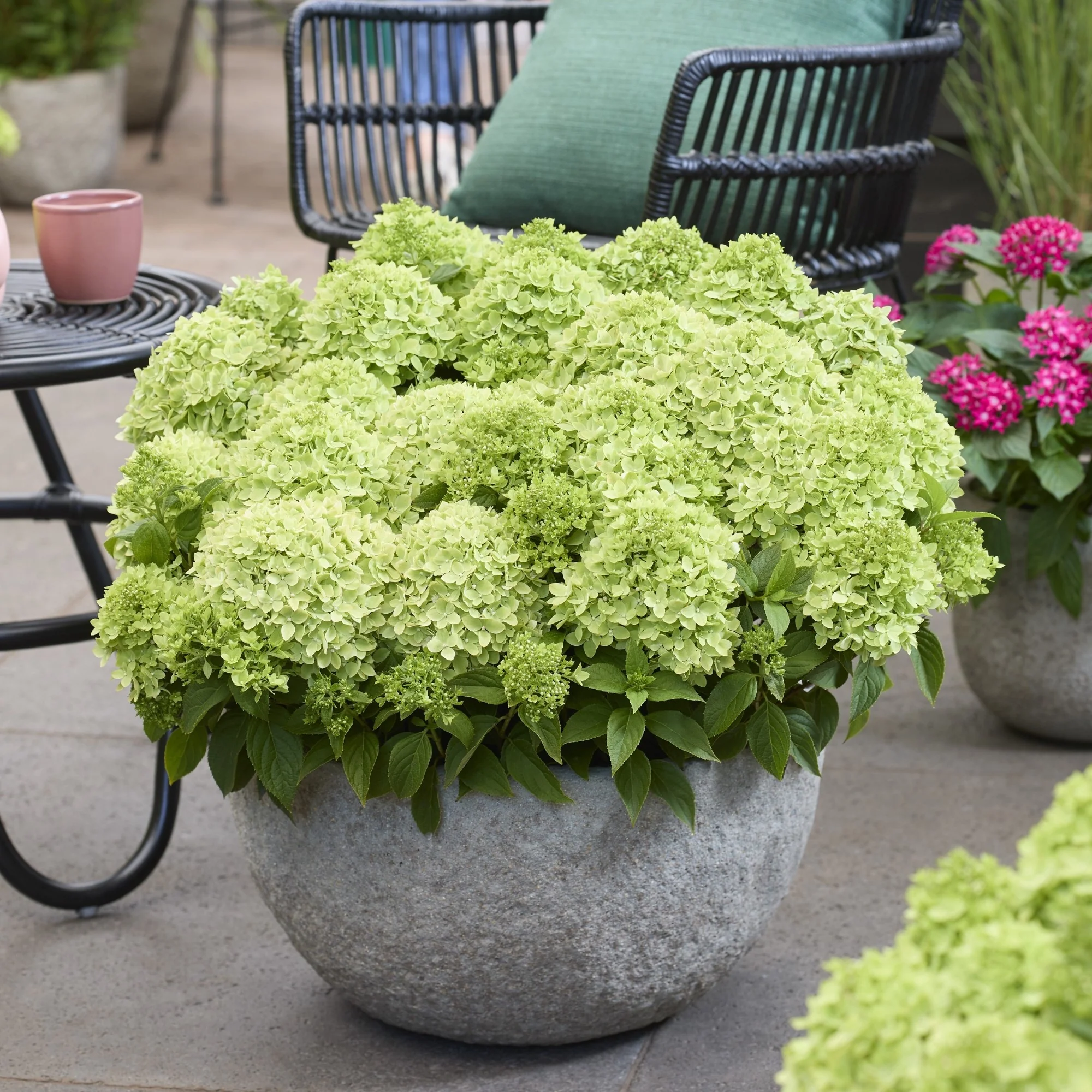 Rispenhortensie 'Groundbreaker®' Greeny™ - Image 3