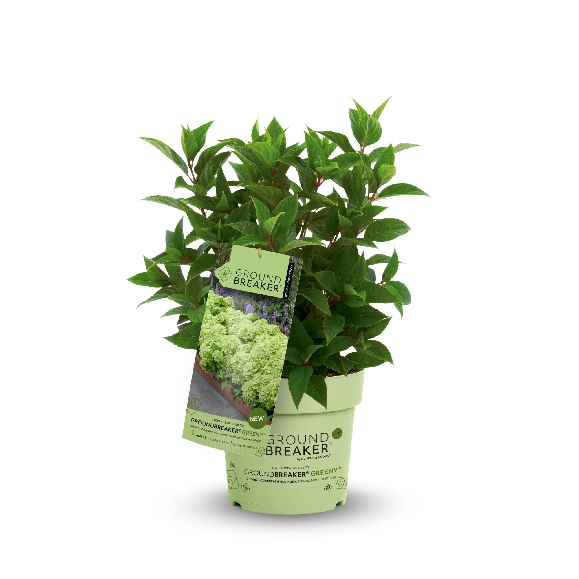 Rispenhortensie 'Groundbreaker®' Greeny™ - Image 4