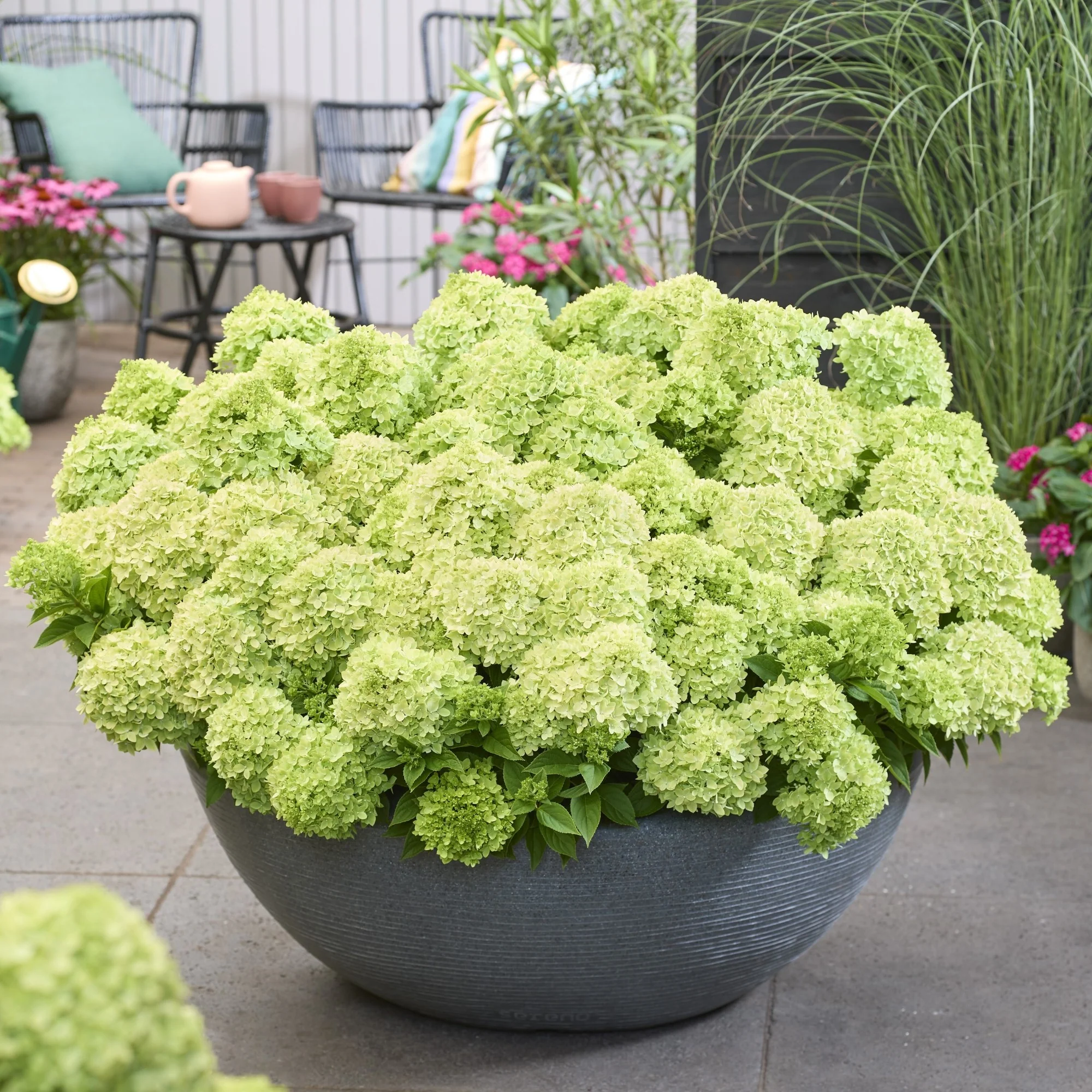 Rispenhortensie 'Groundbreaker®' Greeny™ - Image 6