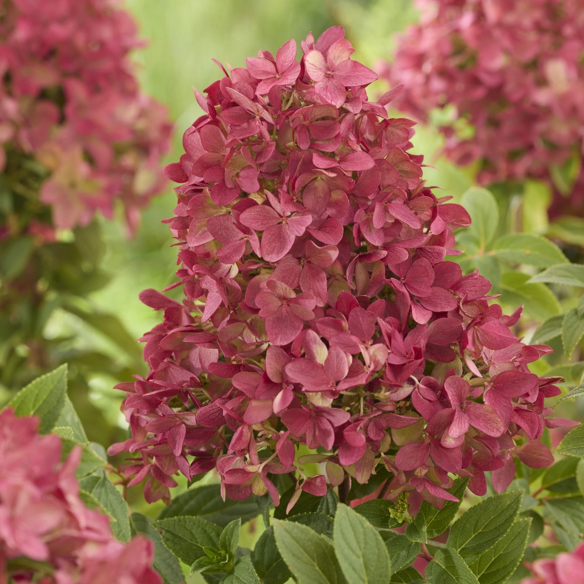 Rispenhortensie 'Groundbreaker®' Ruby™ - Image 2