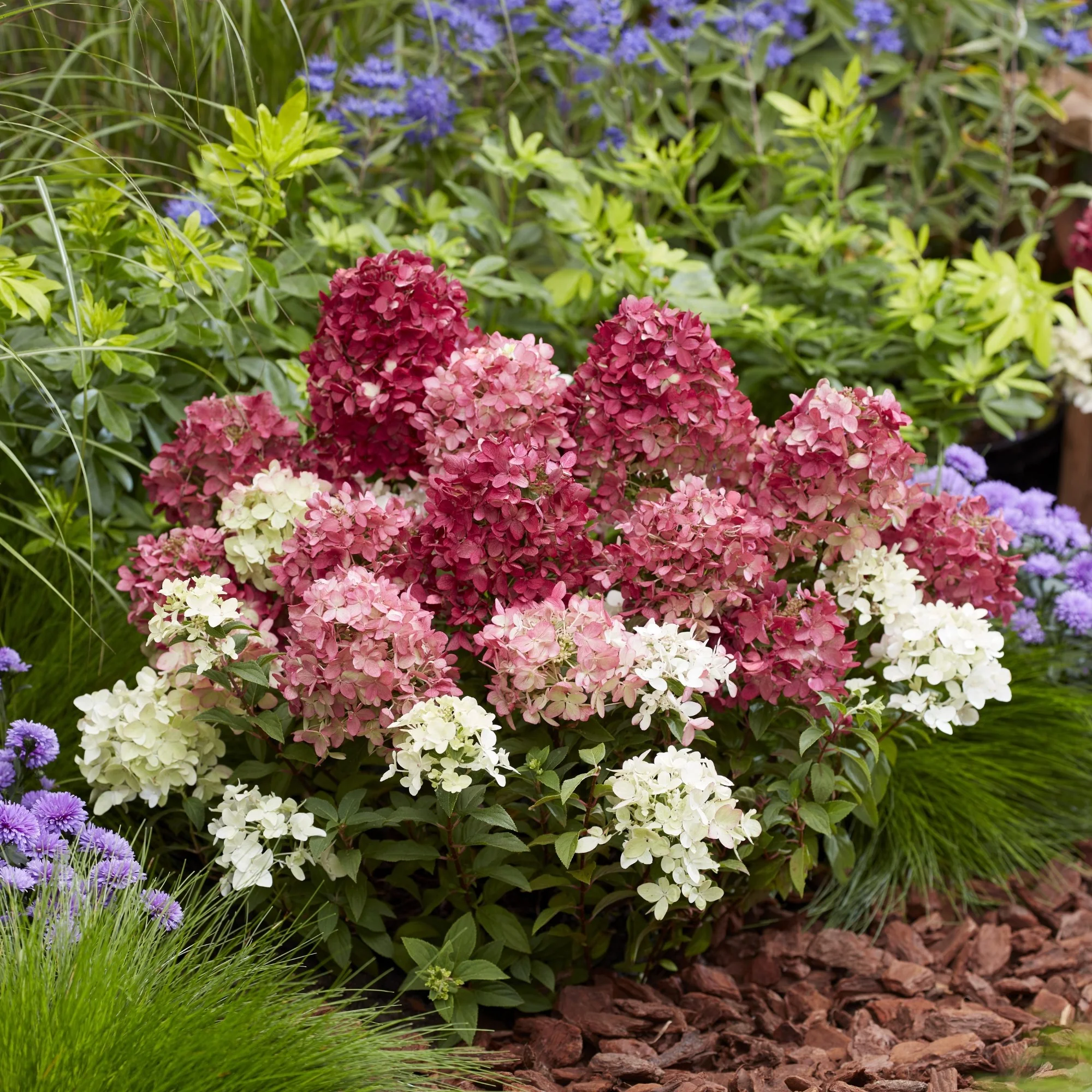 Rispenhortensie 'Groundbreaker®' Ruby™ - Image 3