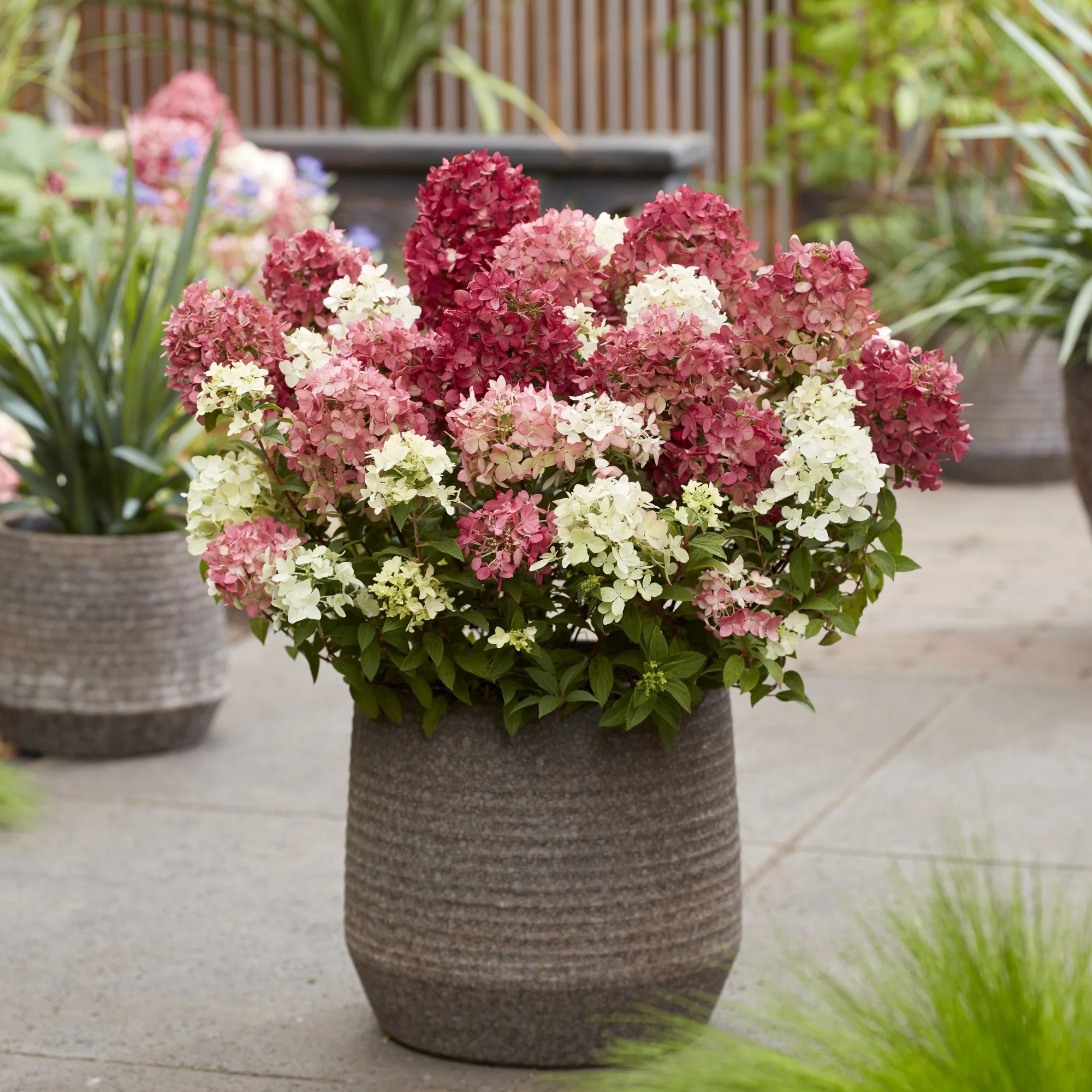 Rispenhortensie 'Groundbreaker®' Ruby™ - Image 4
