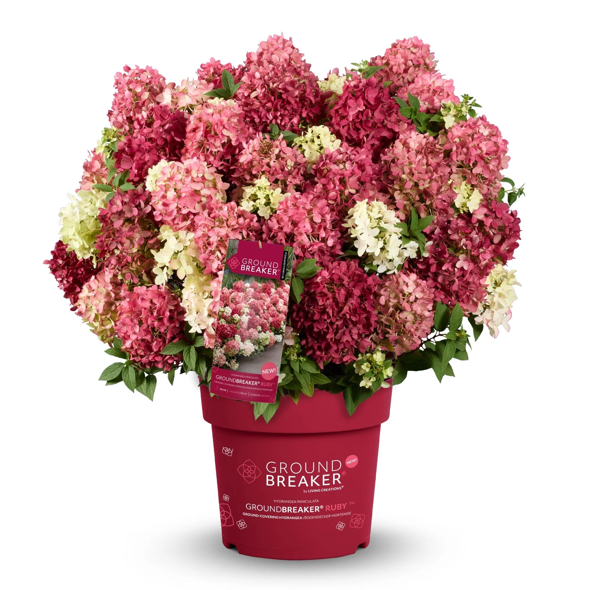 Rispenhortensie 'Groundbreaker®' Ruby™ - Image 5