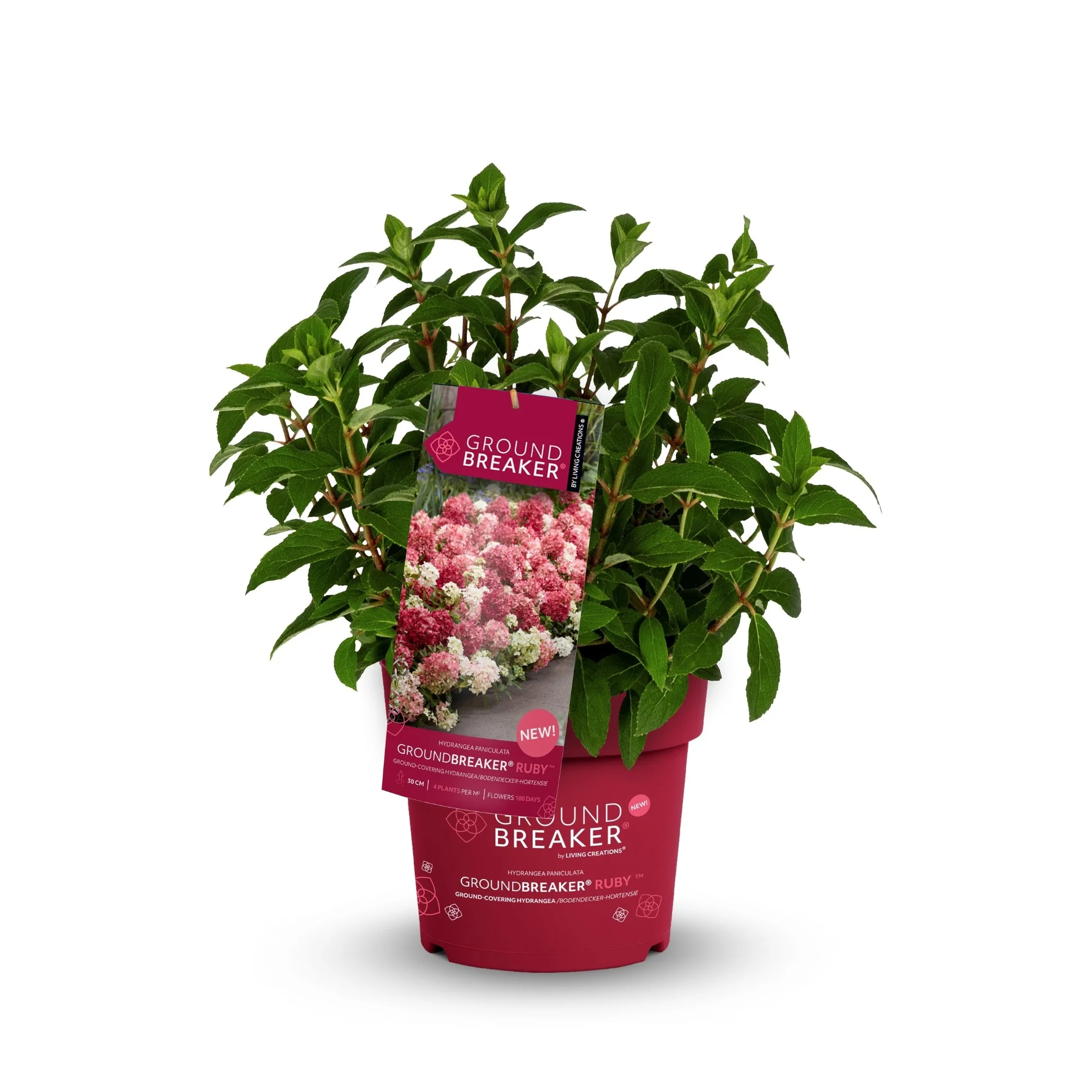 Rispenhortensie 'Groundbreaker®' Ruby™ - Image 6